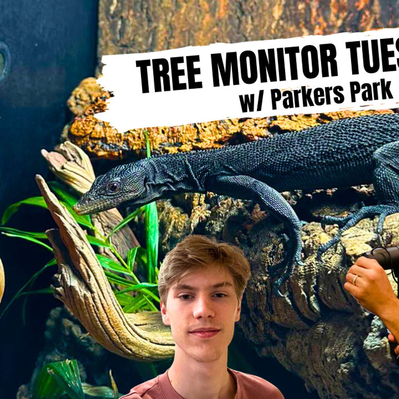 Parker's biggest learning lesson when breeding Tree Monitors | Tree Monitor Tuesday's
