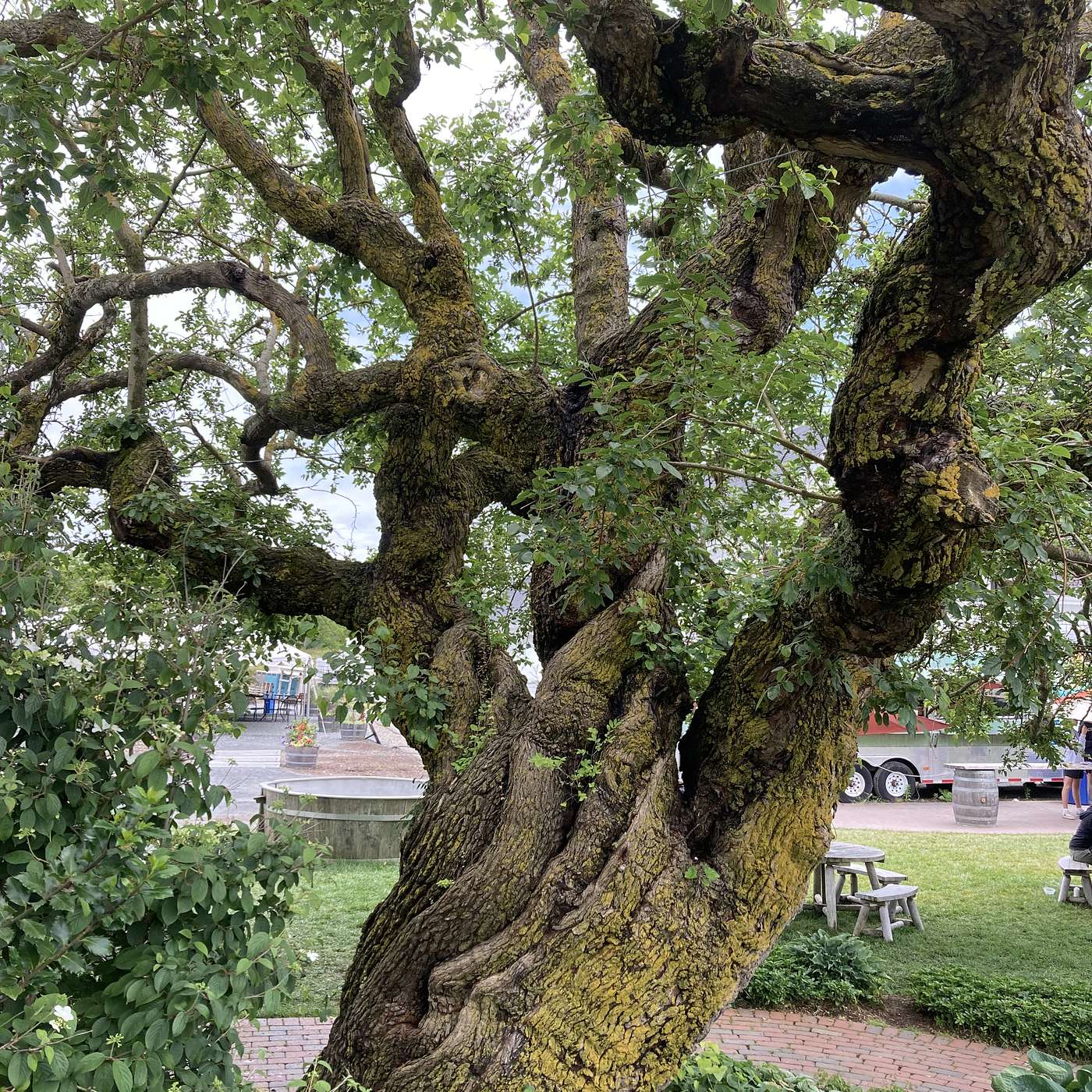 This Old Tree