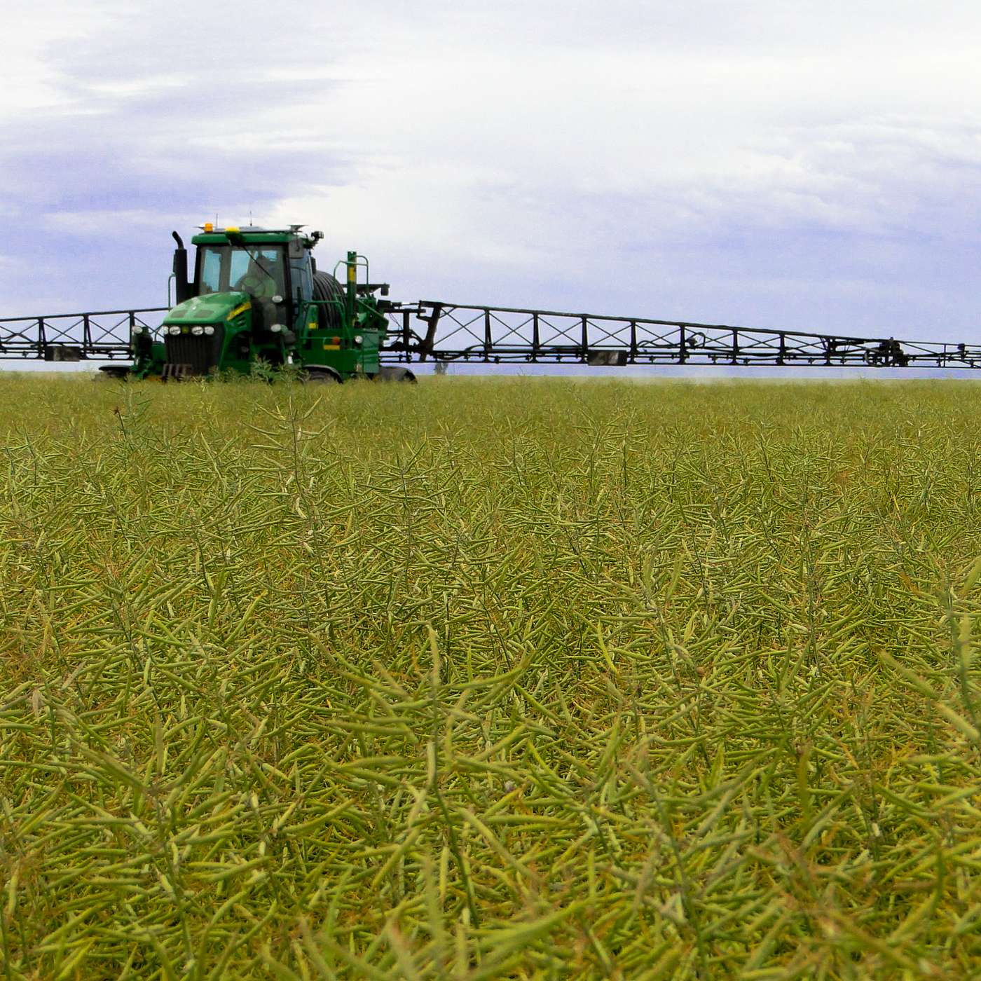 Why crop topping is a great tool to prevent weed seed set