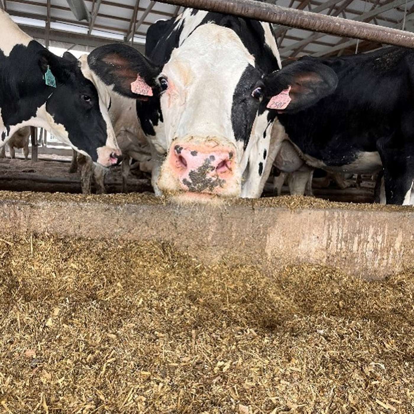 Episode 13: 2 Hear from Maryland & Virginia on Data Usage on Farms episode artwork