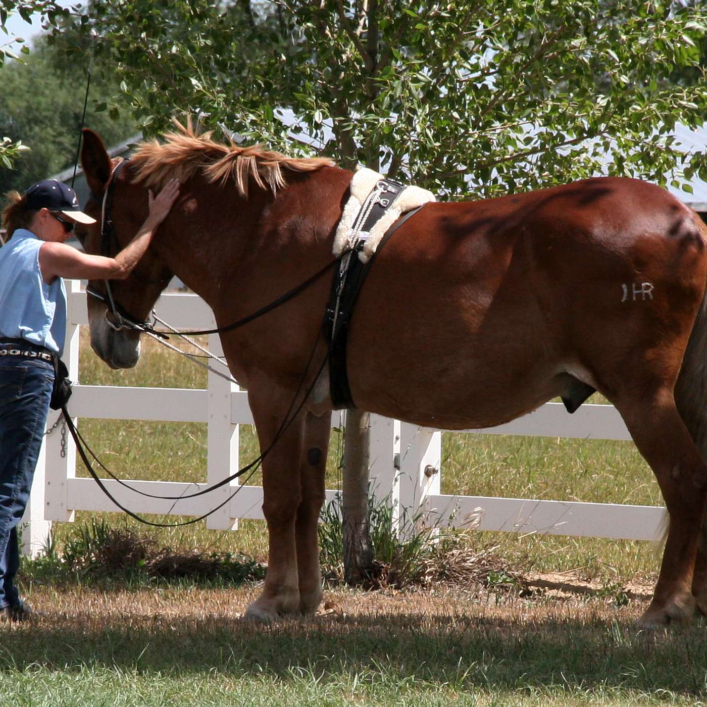 MULE TALK! THE PODCAST ABOUT MULES, MULE TRAINING, AND THE MULE INDUSTRY.
