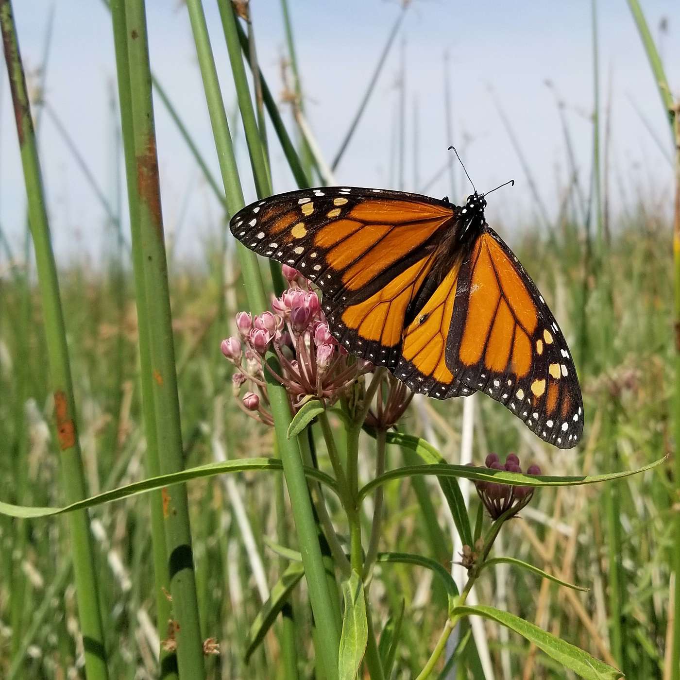 Monarchs & Pesticides: Understanding the Impact, Exploring the Solutions
