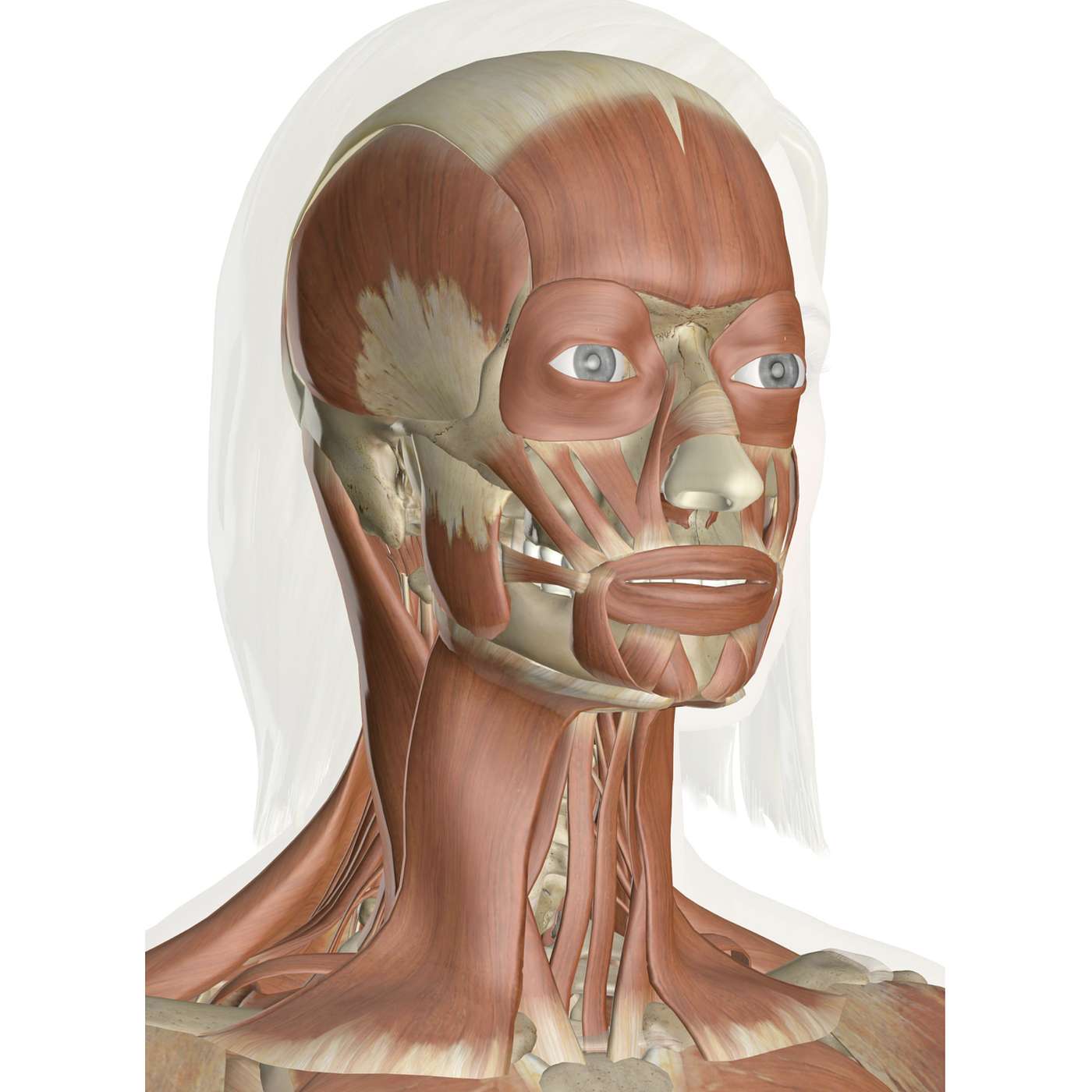 Tuesday, February 11, 2025 - There were REAMS of good clues in today's crossword (spoiler alert: and no bad ones 😍)!