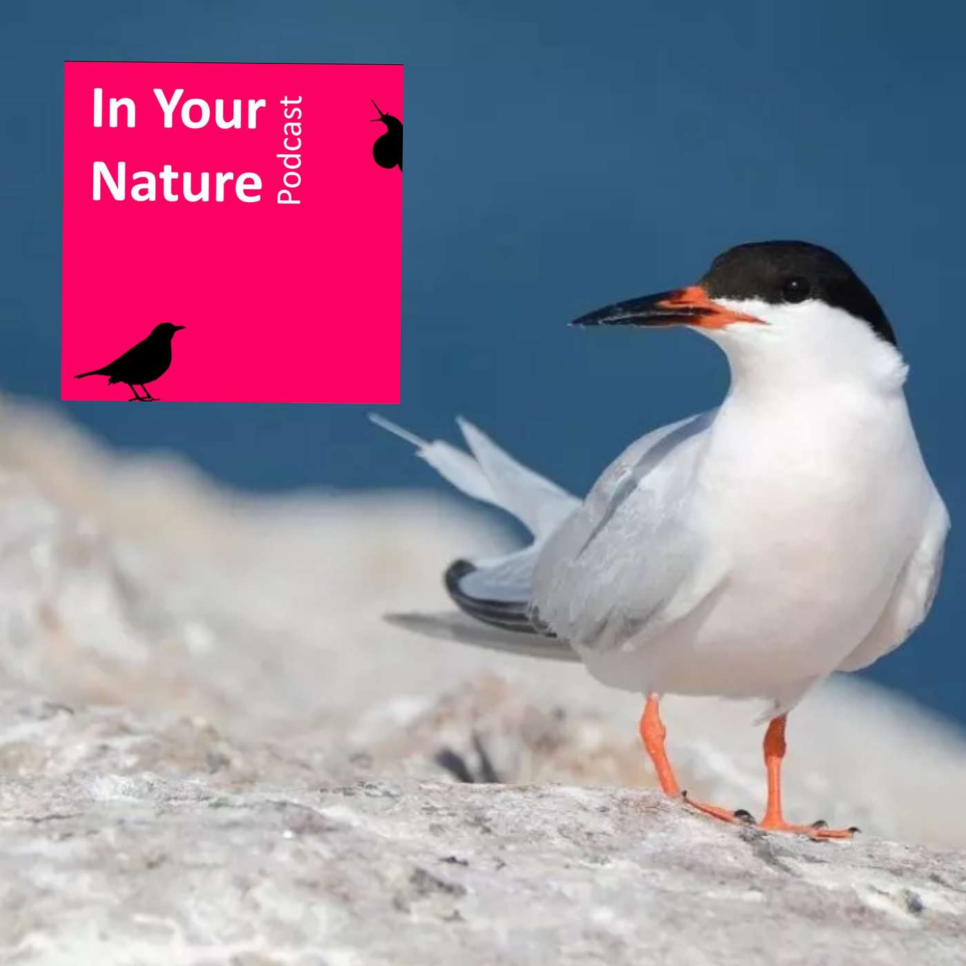 In Your Nature Ep 11 - Seabirds