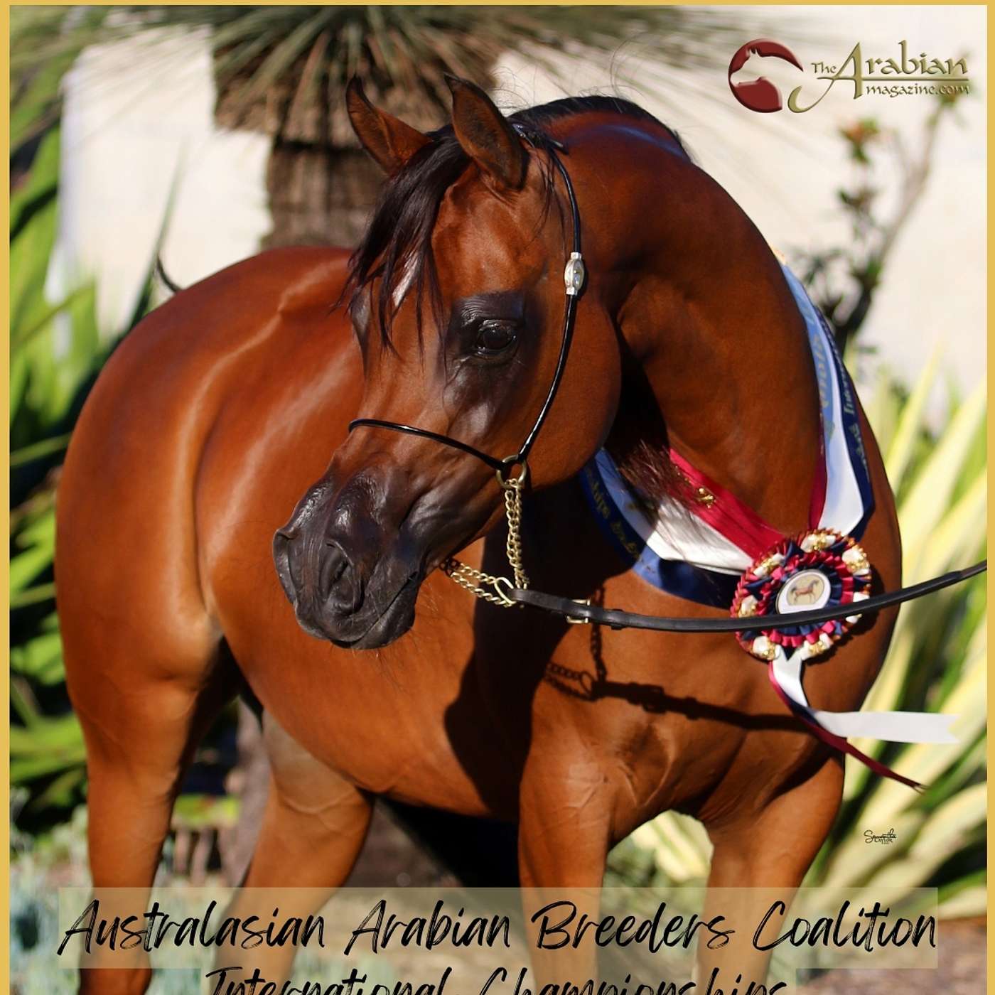 Ep 36 – Australasian Arabian Breeders Coalition International Championships