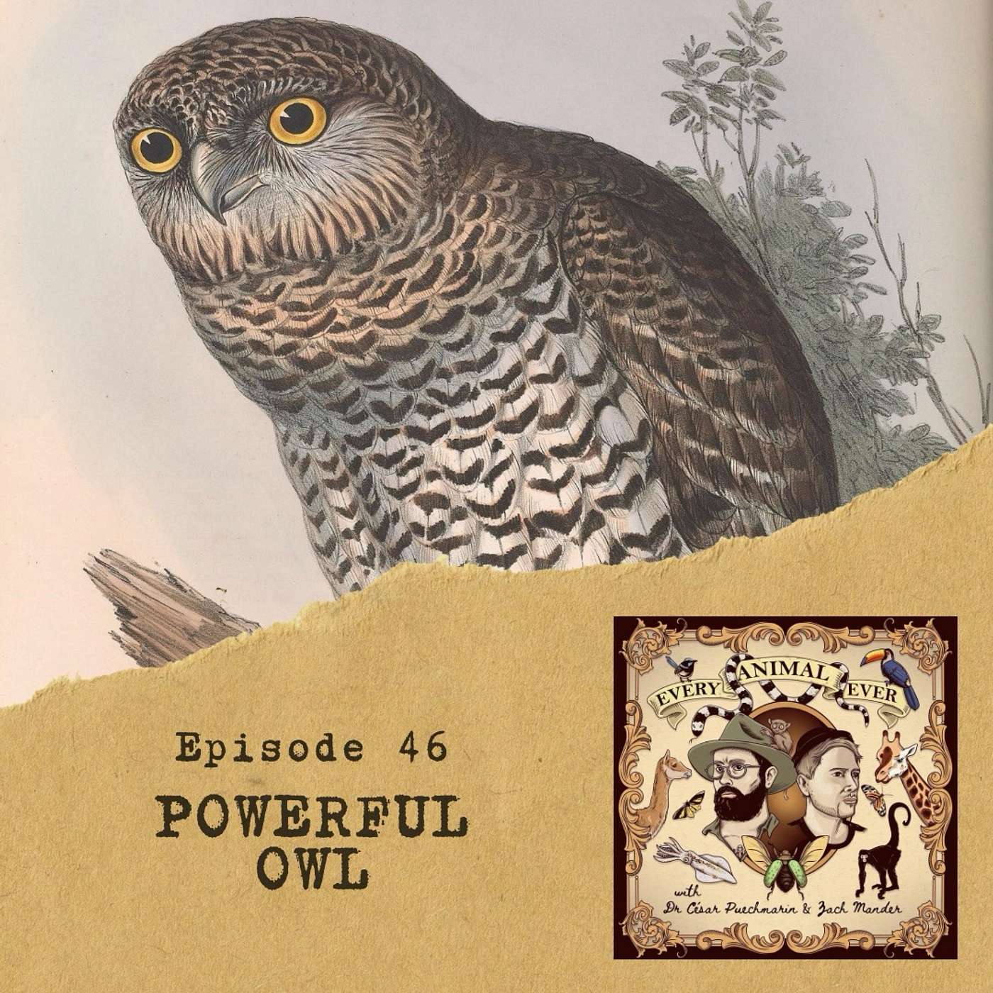 46 - Powerful Owl