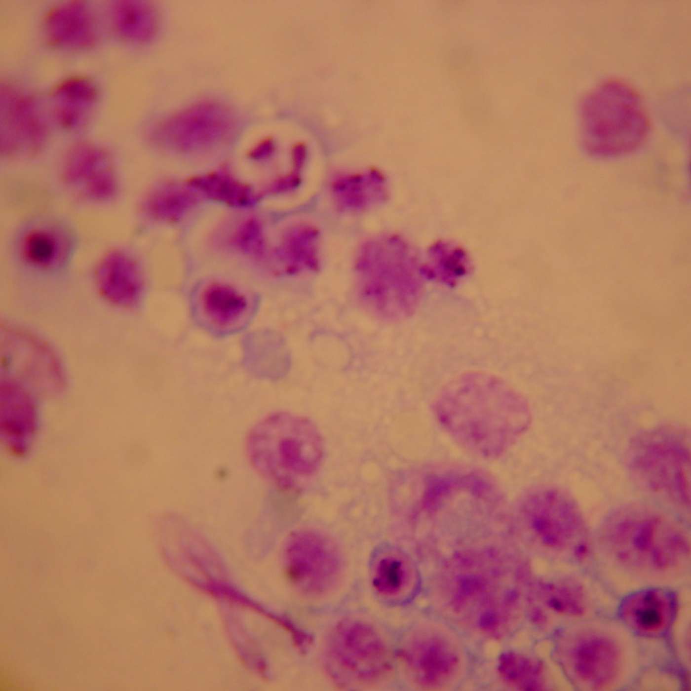 Santé, Science et Développement