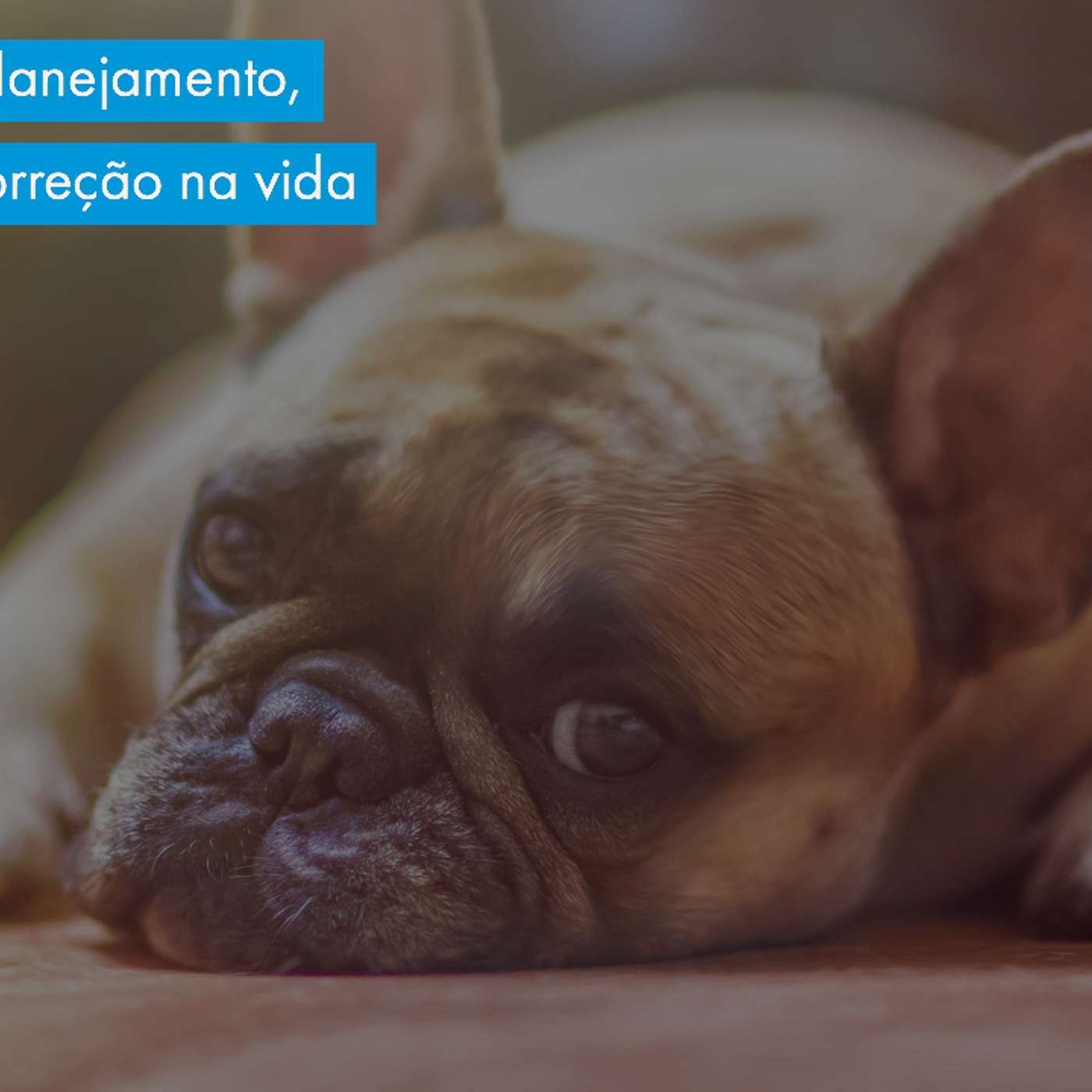 Expectativas, planejamento, orientação e correção na vida com cães.