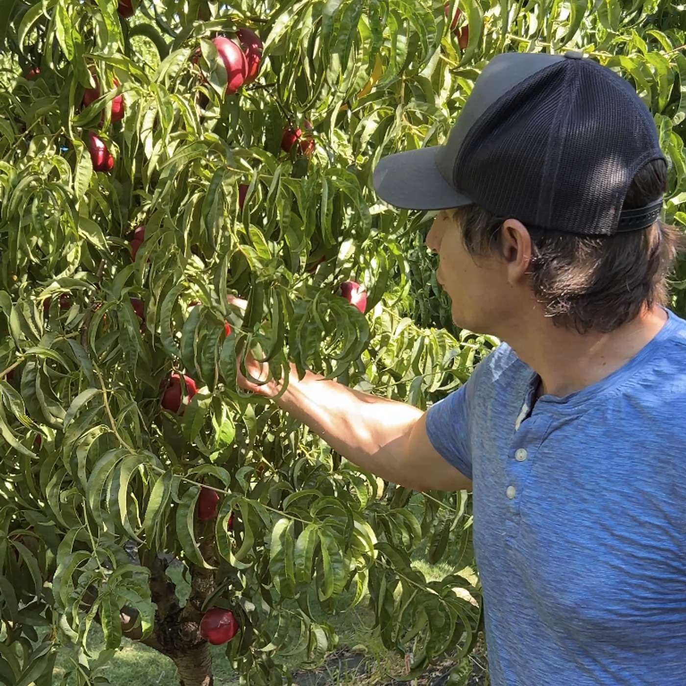 Backyard Orchard Culture Backyard Orchard Culture