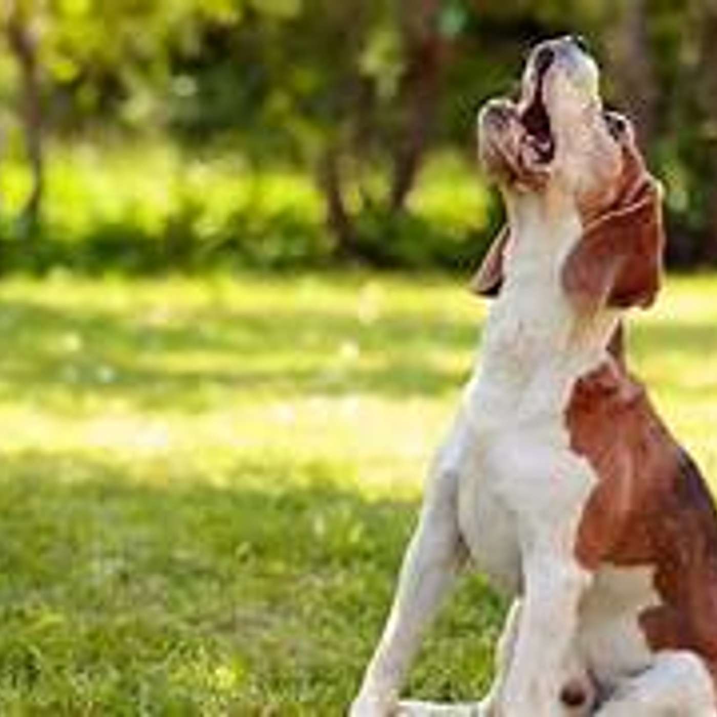 Le voci degli animali Cani, gatti, uccelli non sempre sono gradevoli... Le voci degli animali Cani, gatti, uccelli non sempre sono gradevoli...