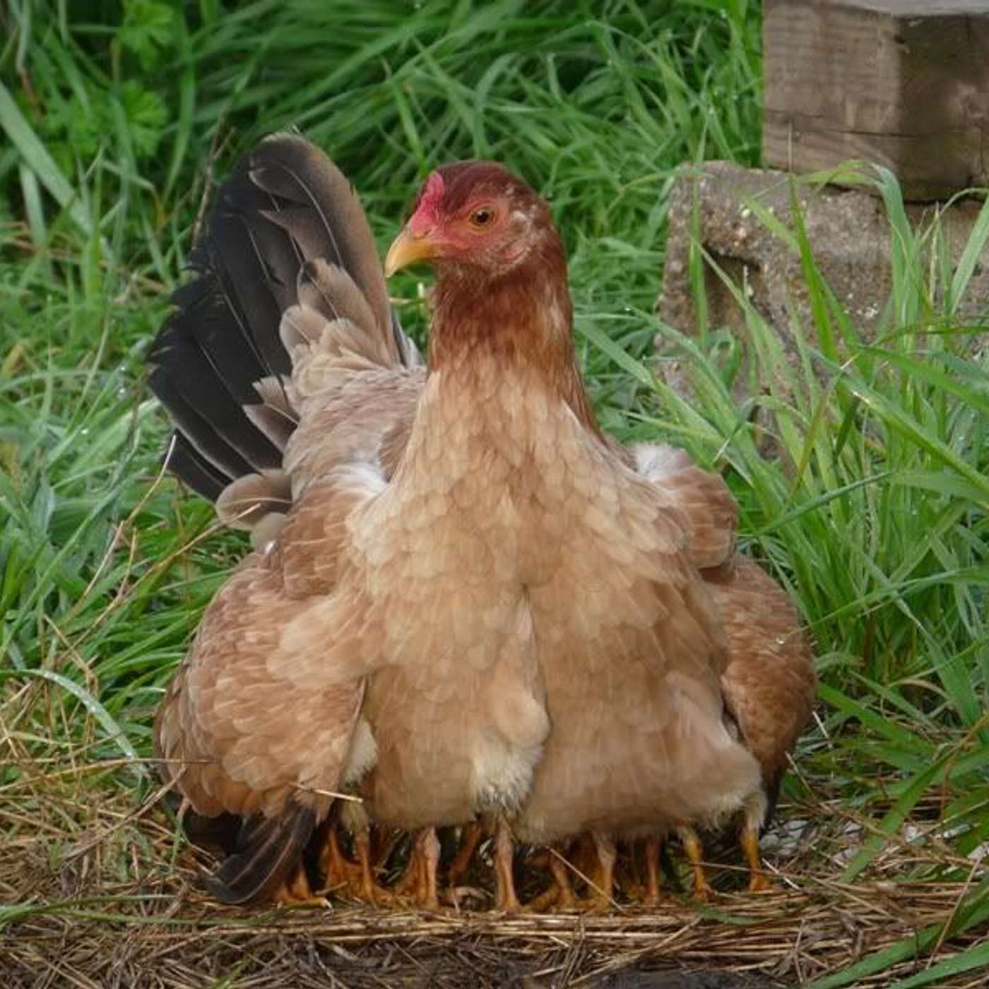 More like a Hen than a Hawk