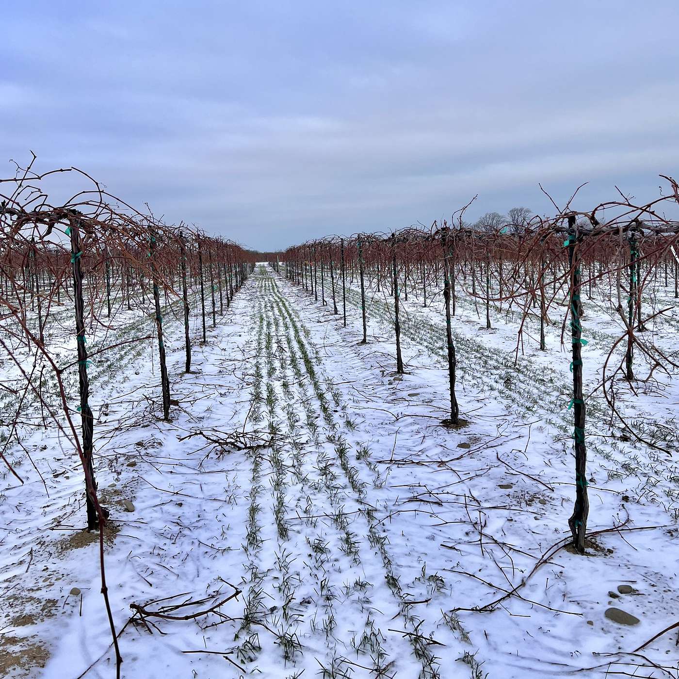 Between the Vines