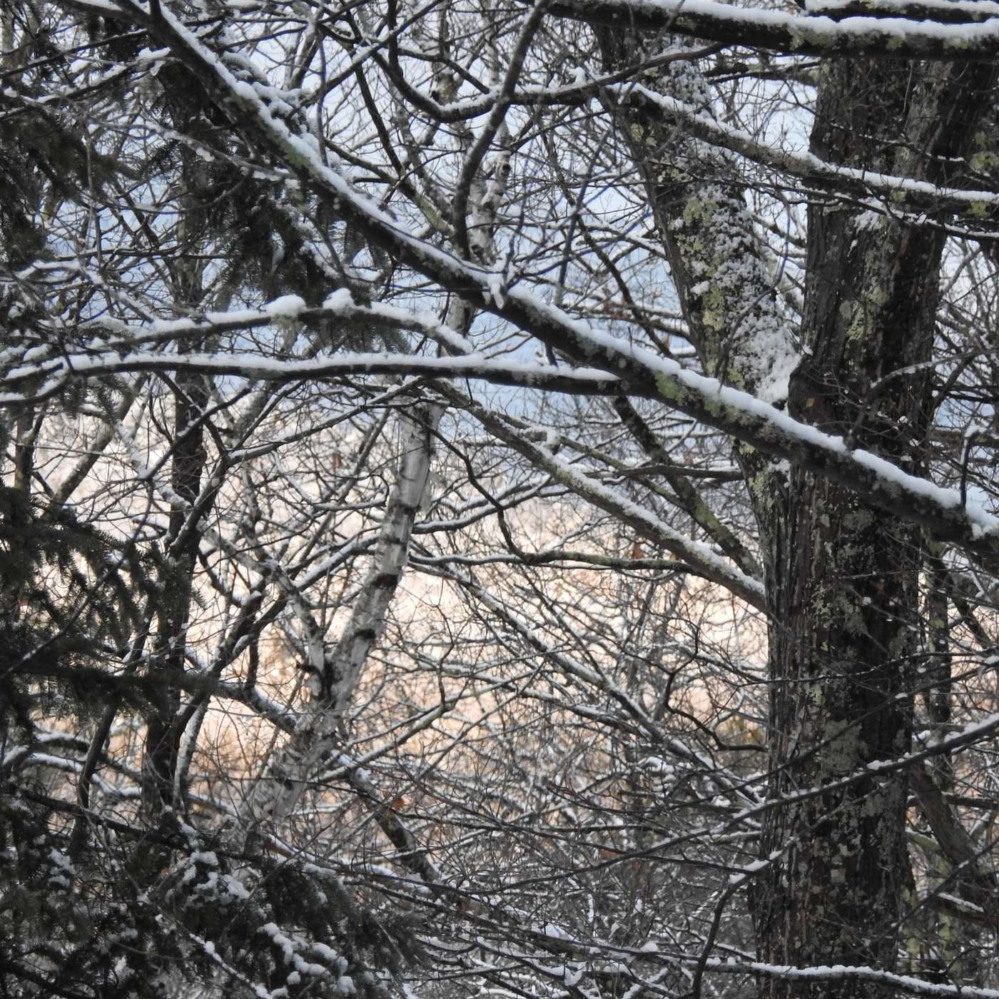 HOPE BRINGS WINTER