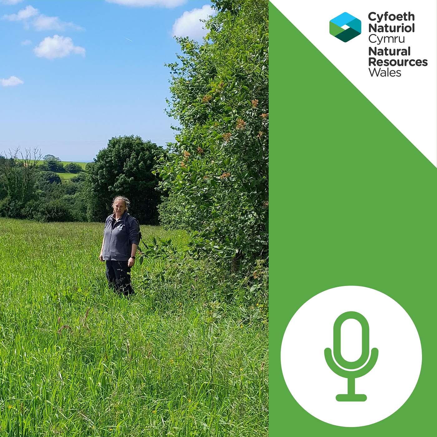 Cyfoeth: Podlediad Amgylchedd Cyfoeth Naturiol Cymru