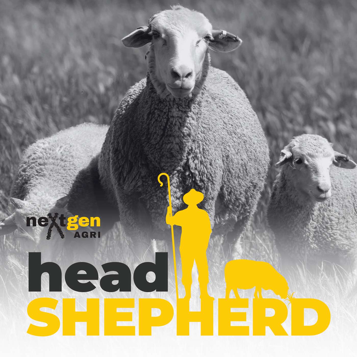 Questioning tradition in Merino breeding with Dom Hallam
