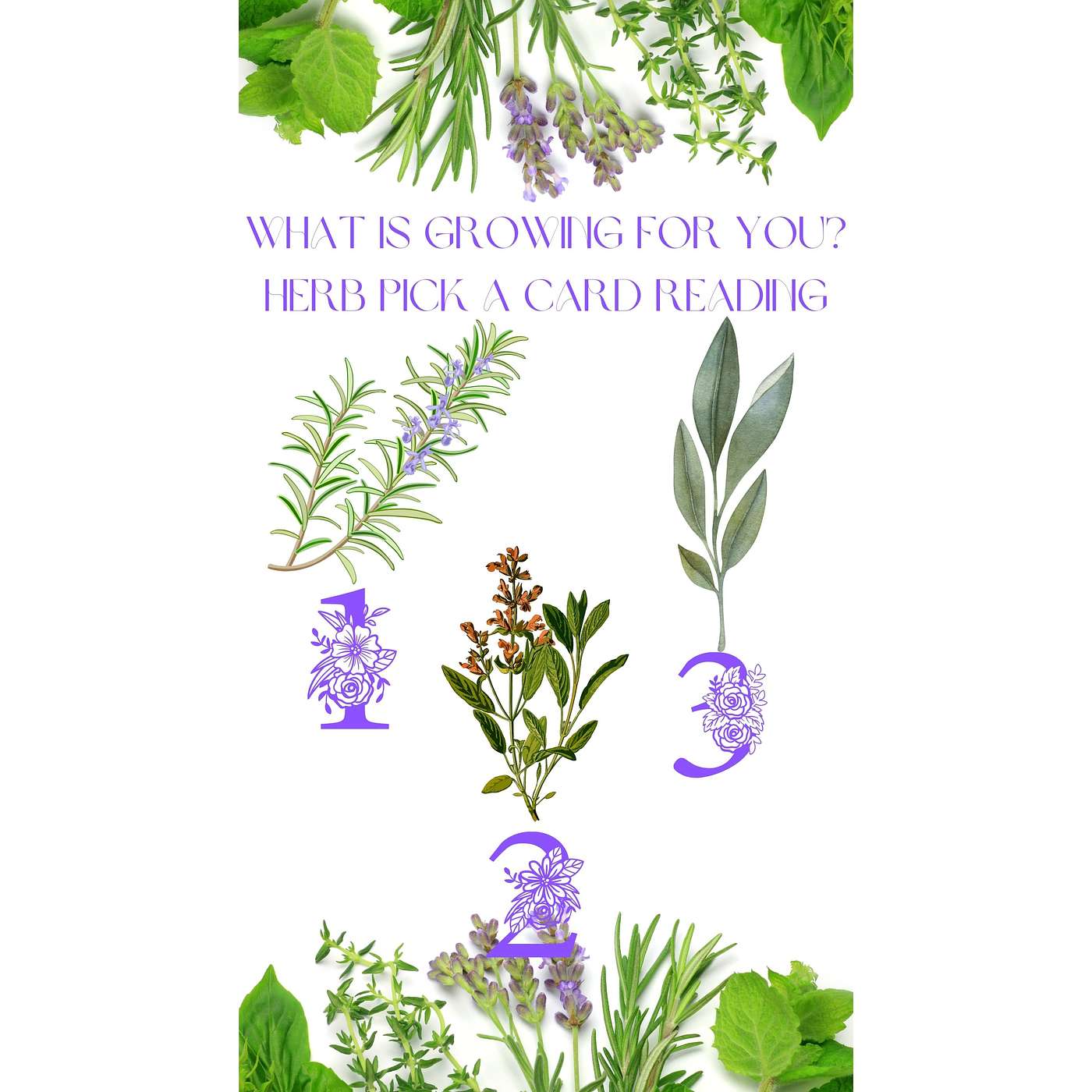 Herb Spiritual Growth Pick A Card Reading Herb#1 episode artwork