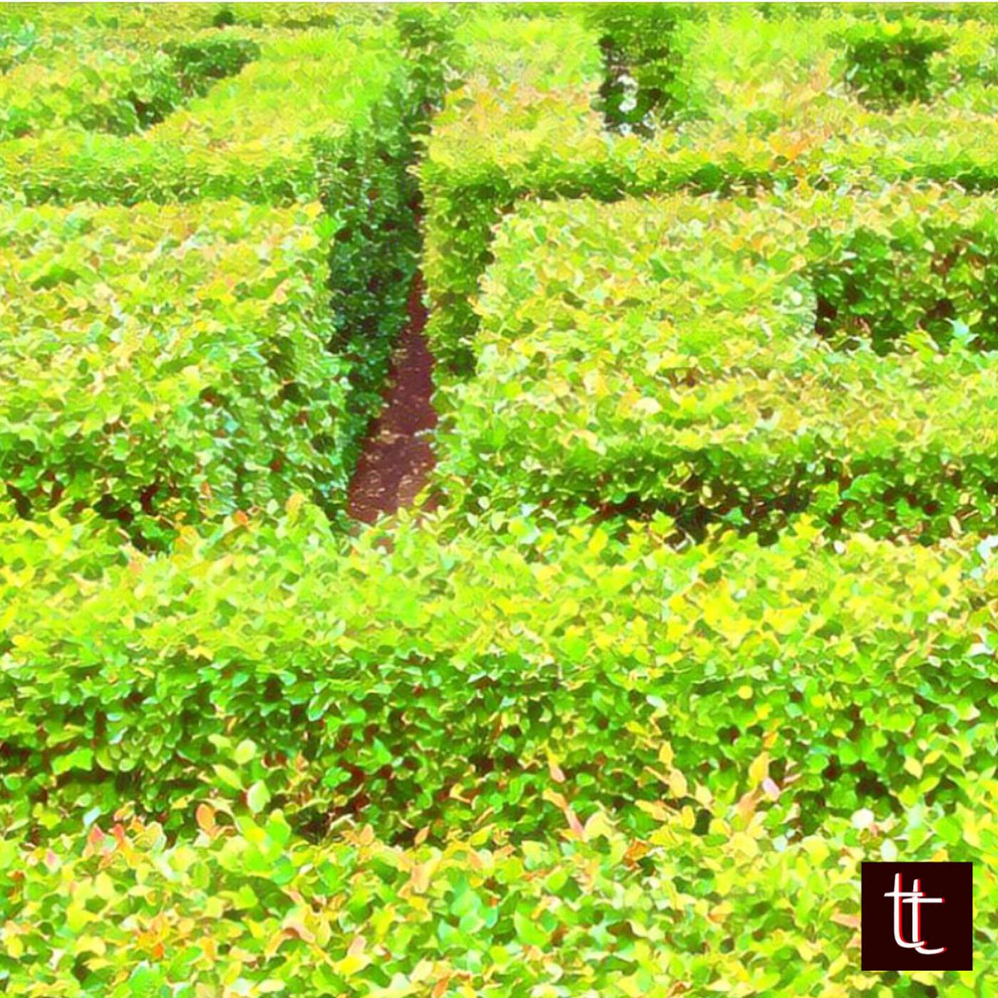 13: The Maze