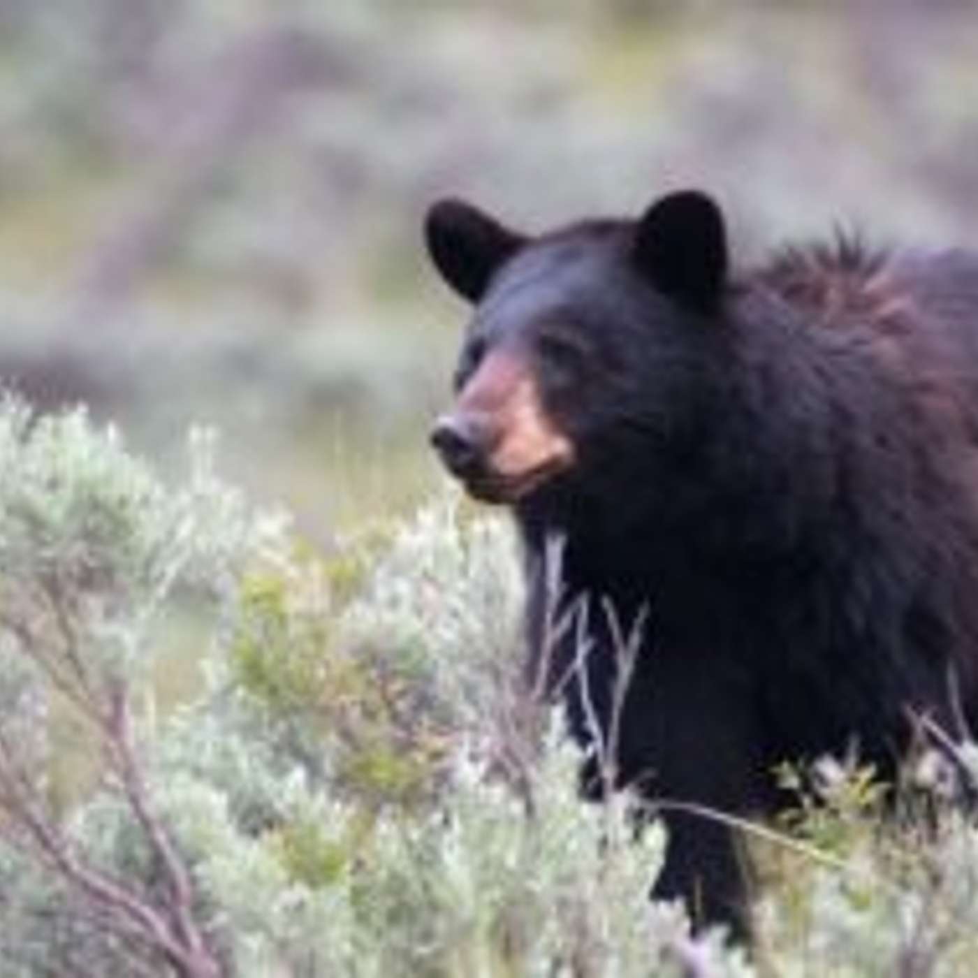 Prescott National Forest Closes Campground Due to Increased Bear Activity episode artwork
