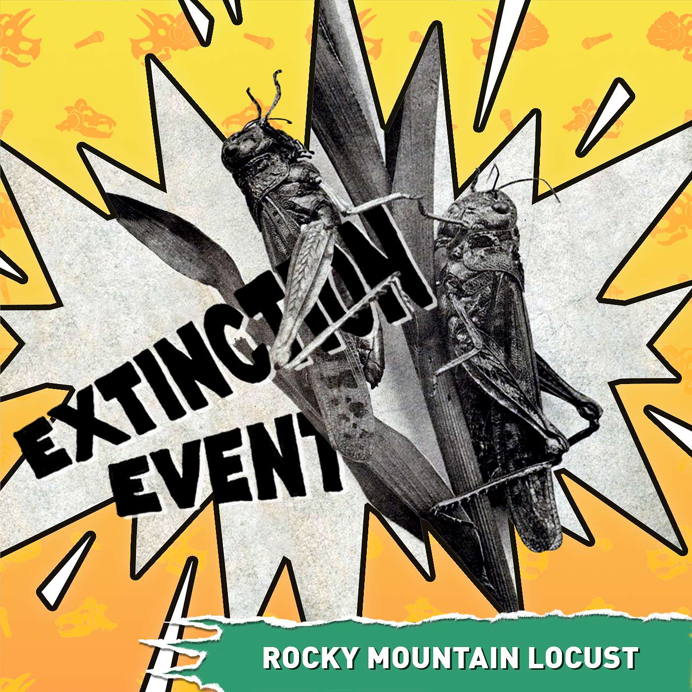 Rocky Mountain Locust