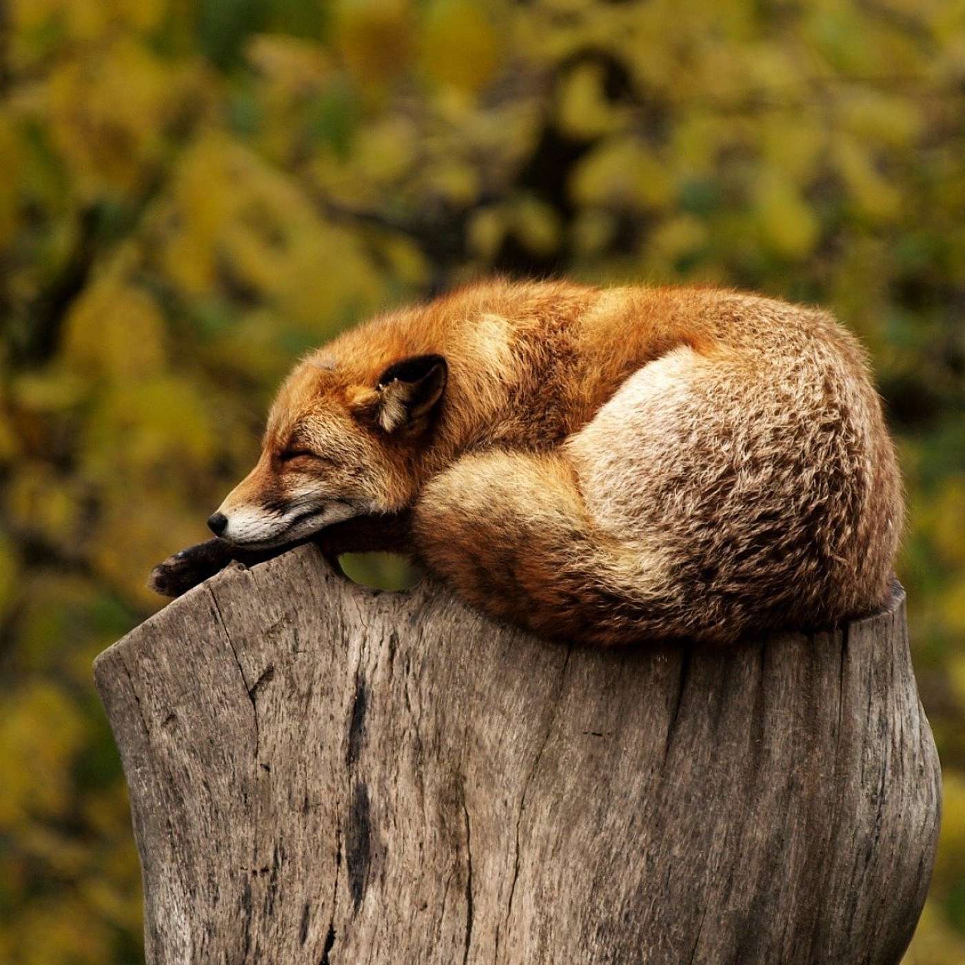 Resting in the Present Moment