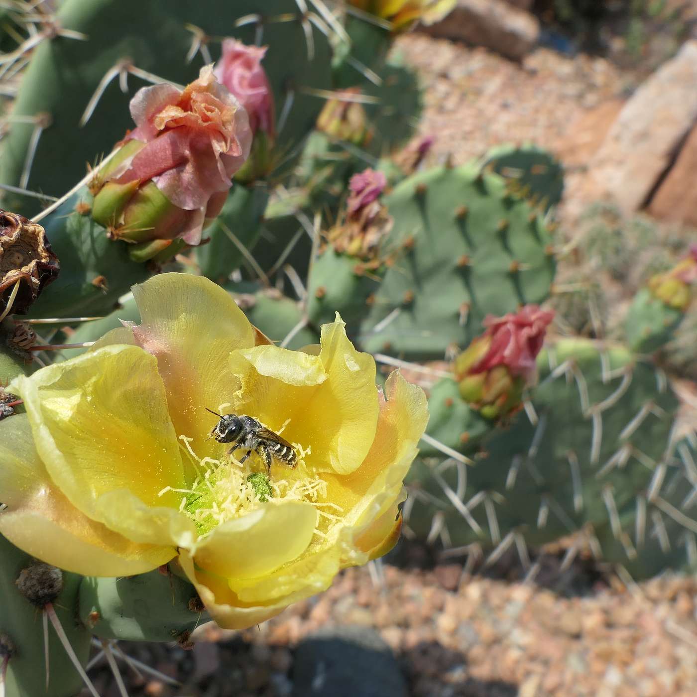 The Beauty of Less: Xeriscaping for Pollinators
