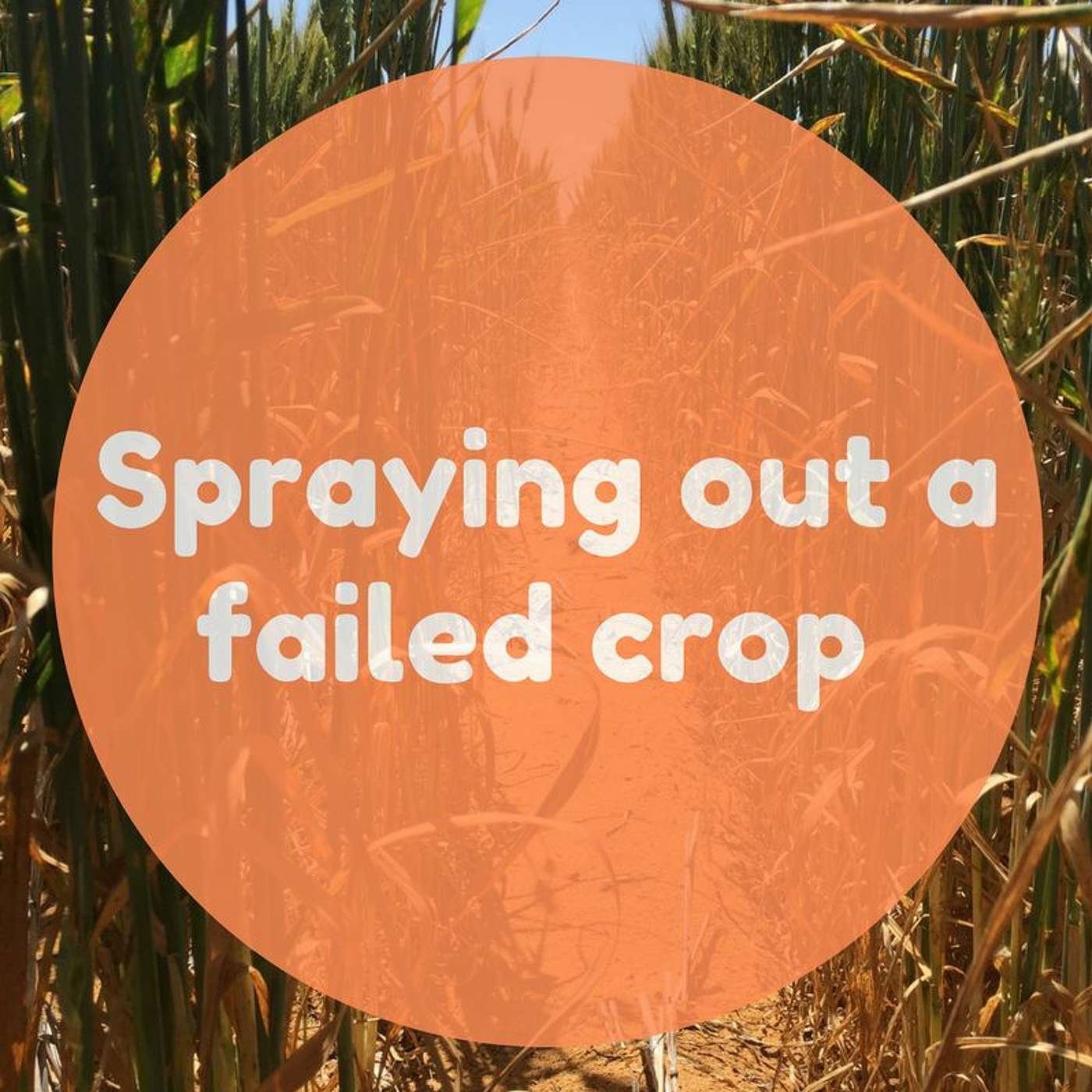 Spraying Out A Failed Crop