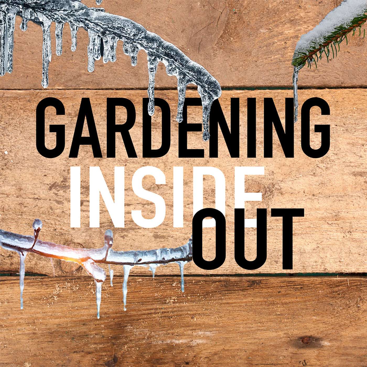 Ep. 130 | Gardening on Ice, The big ice storm, Watering bromeliad | Jan 24
