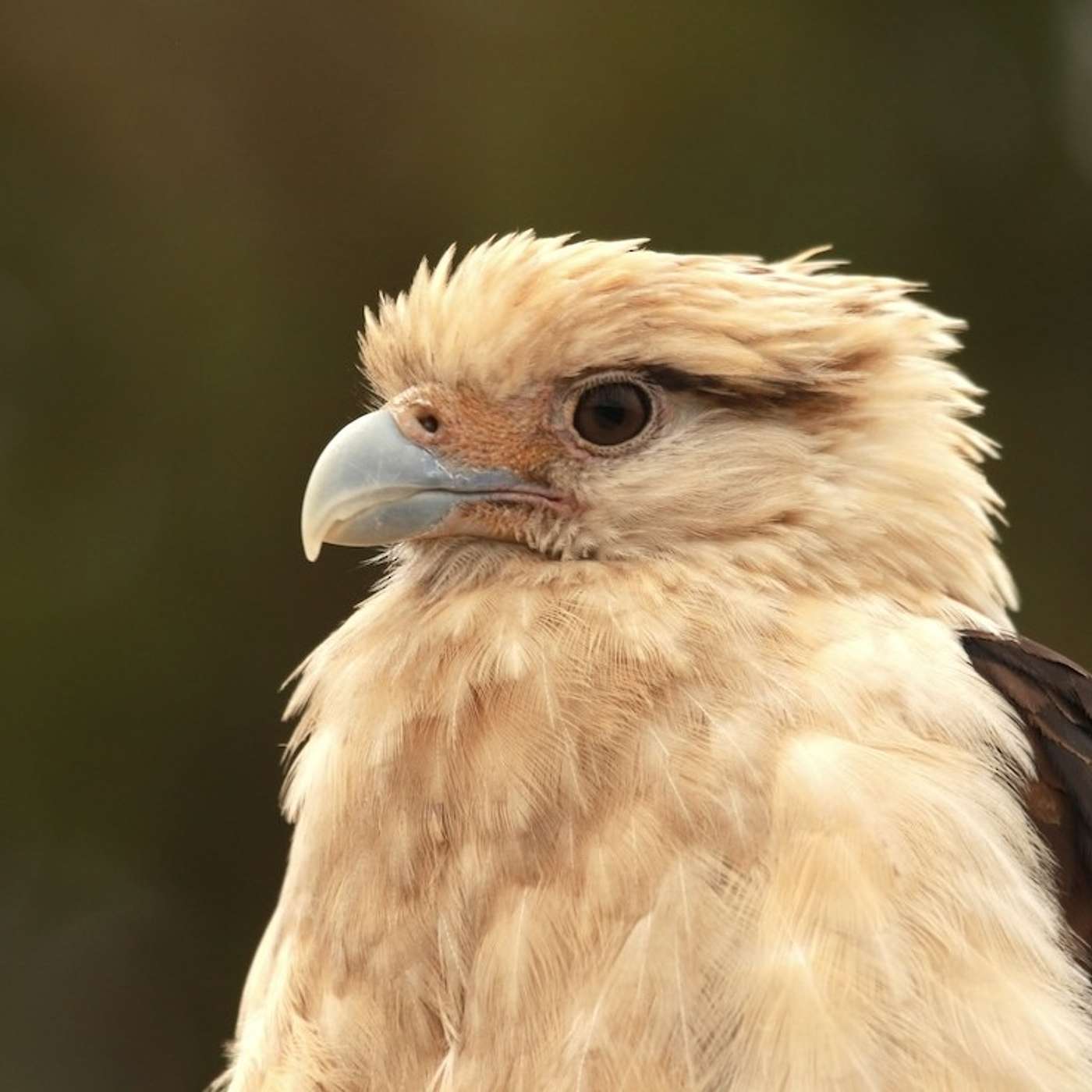 S3 E20: Just Go For It. A southwest birding adventure with Jesse Pline episode artwork