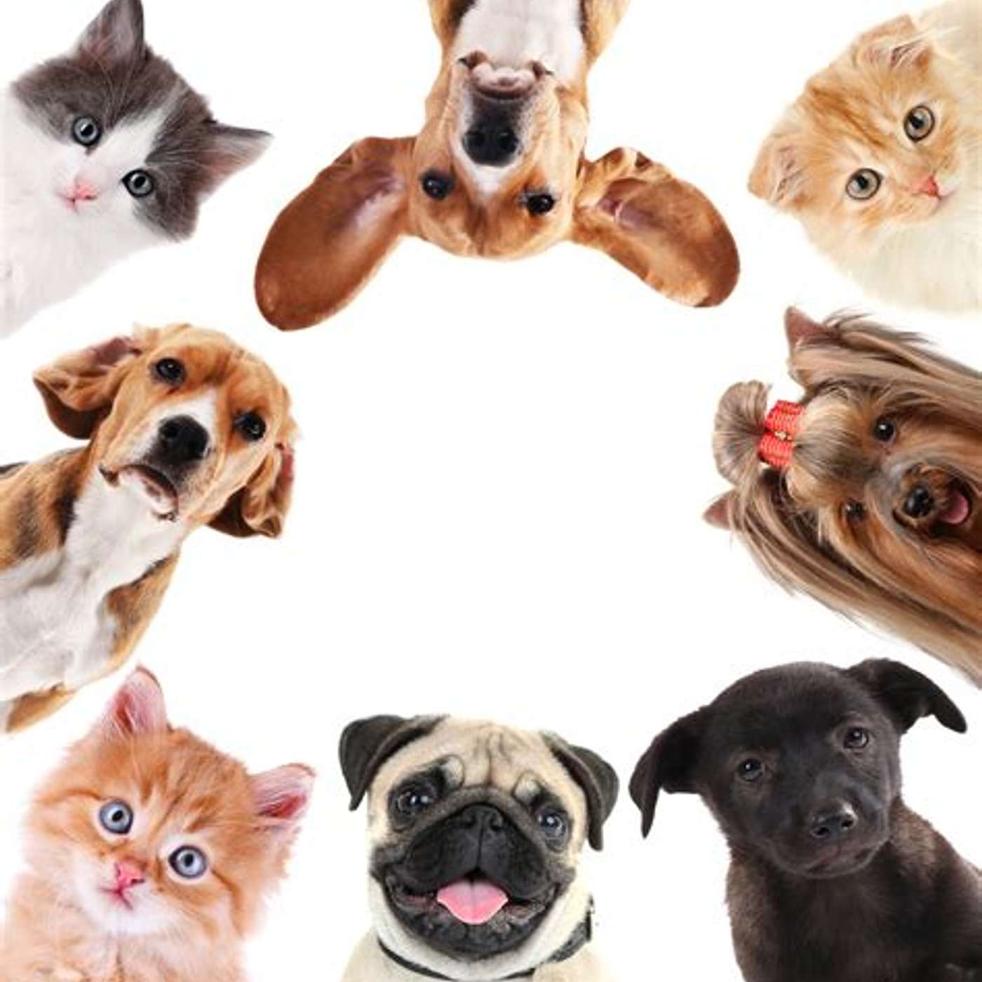 Laying down with dogs