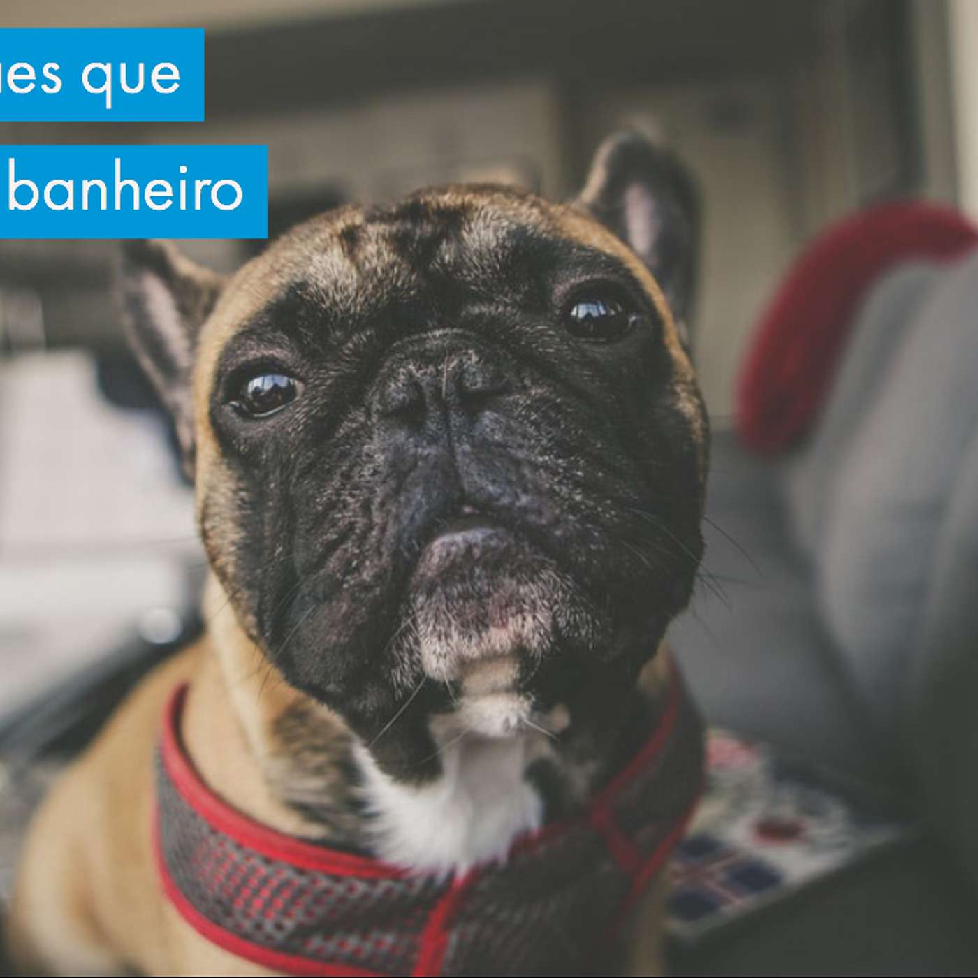 Filhotes e cães que não usam o banheiro nas ruas. episode artwork