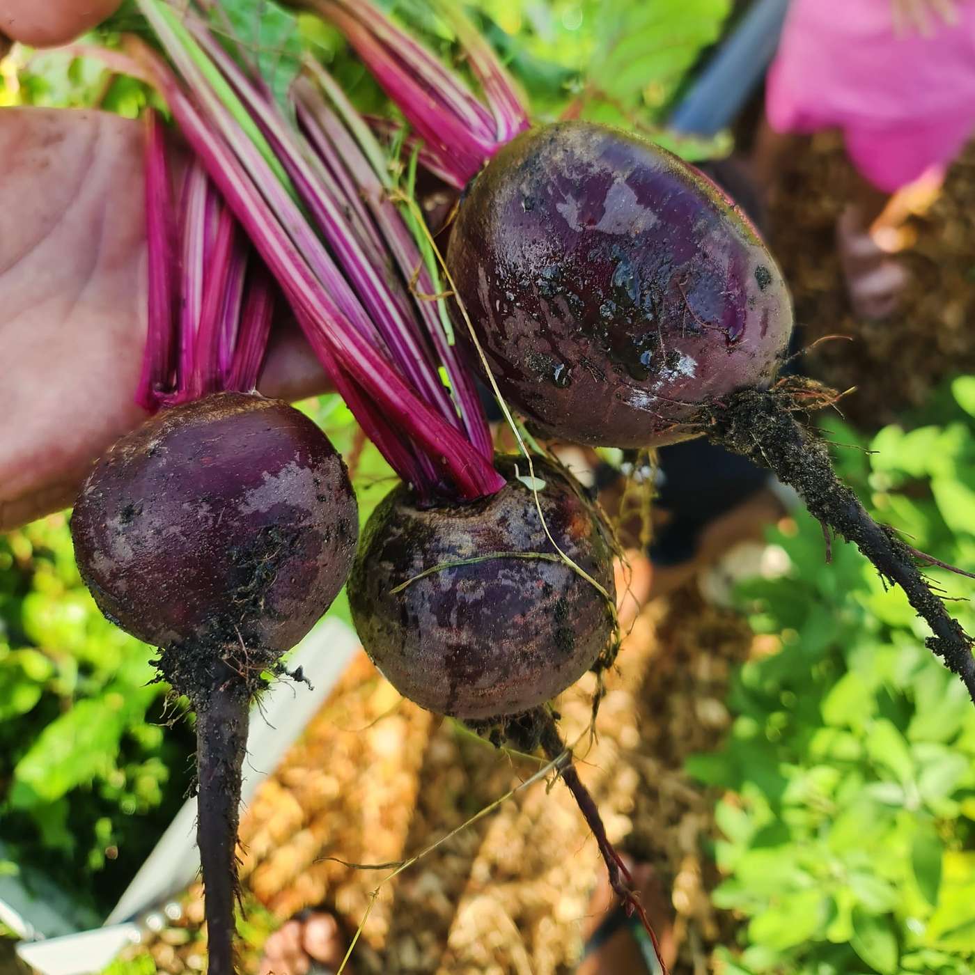 EP.73 | Birthdays, Escaped Chickens, and Winter Plans. EP.73 | Birthdays, Escaped Chickens, and Winter Plans.