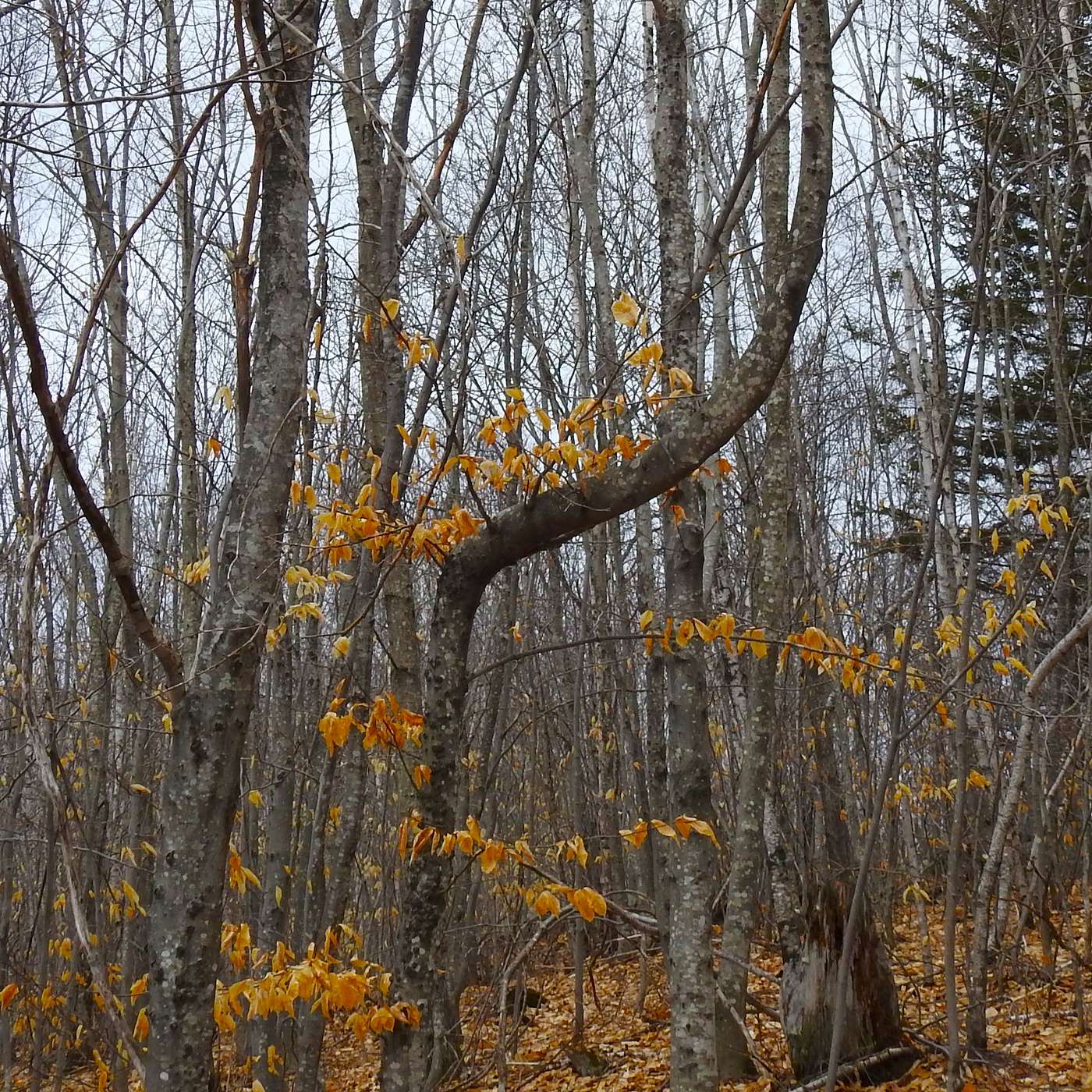 A CROOK IN THE TREE