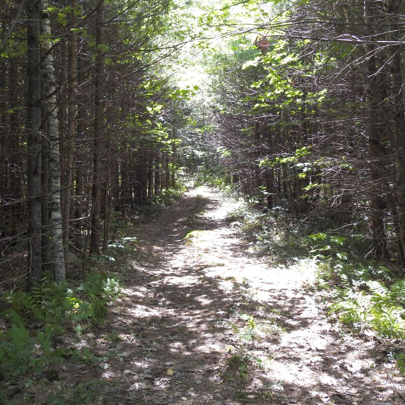 WALKING UNDER A CANOPY