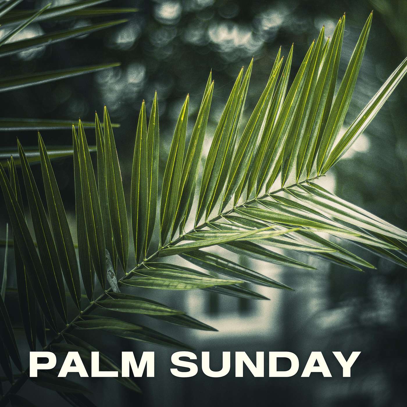 Palm Sunday: What Kind Of King? episode artwork