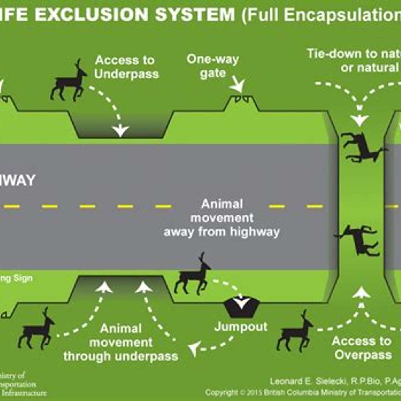 Animal over and underpasses are good for wildlife and safer for us all episode artwork