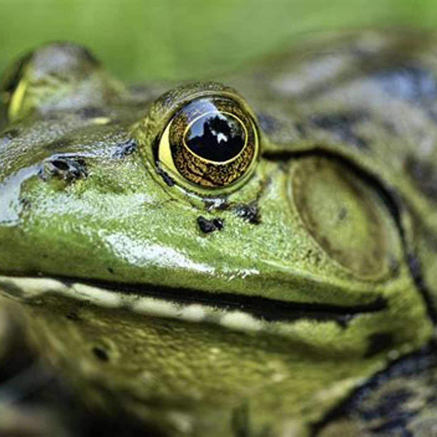 All about Frogs episode artwork