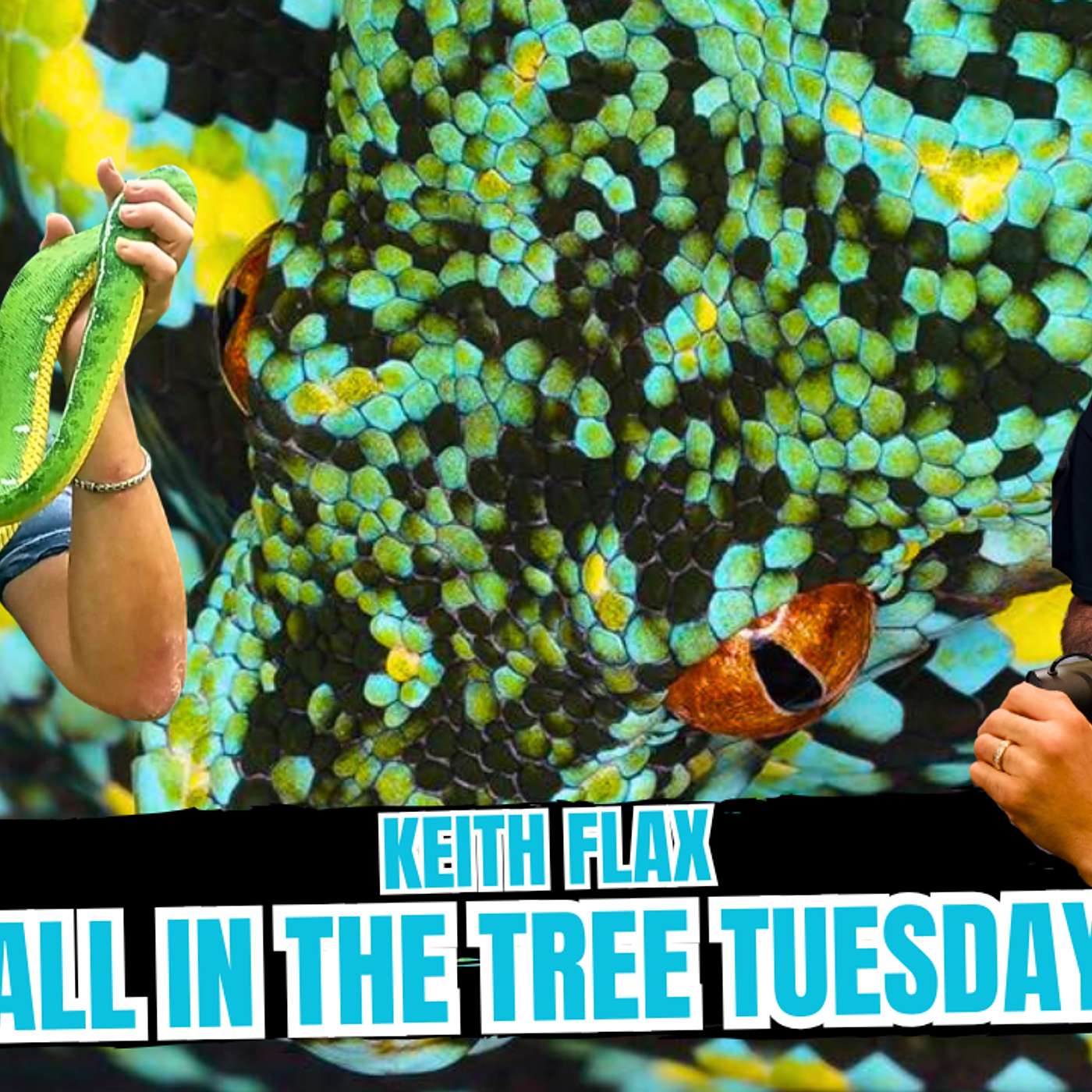 More Green Tree Python Babies, More Problems | All In The Tree Tuesday Live