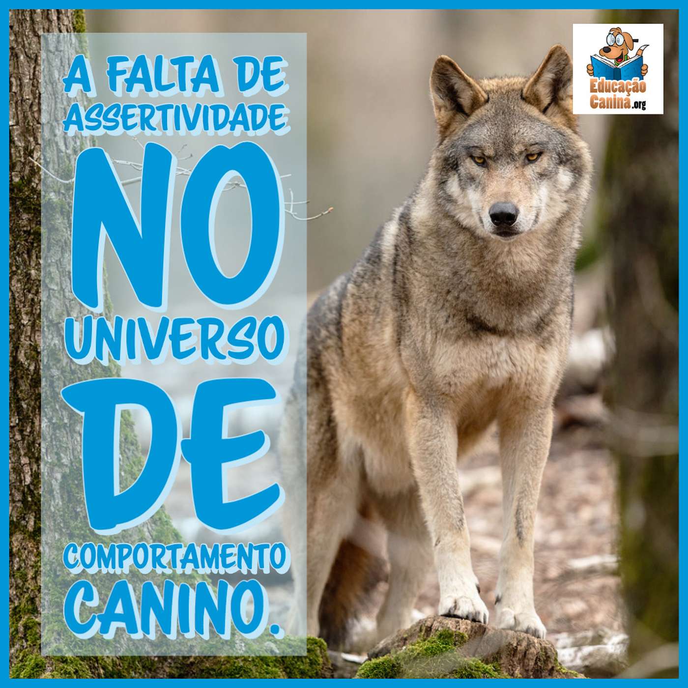 A falta de assertividade no universo de comportamento canino. episode artwork