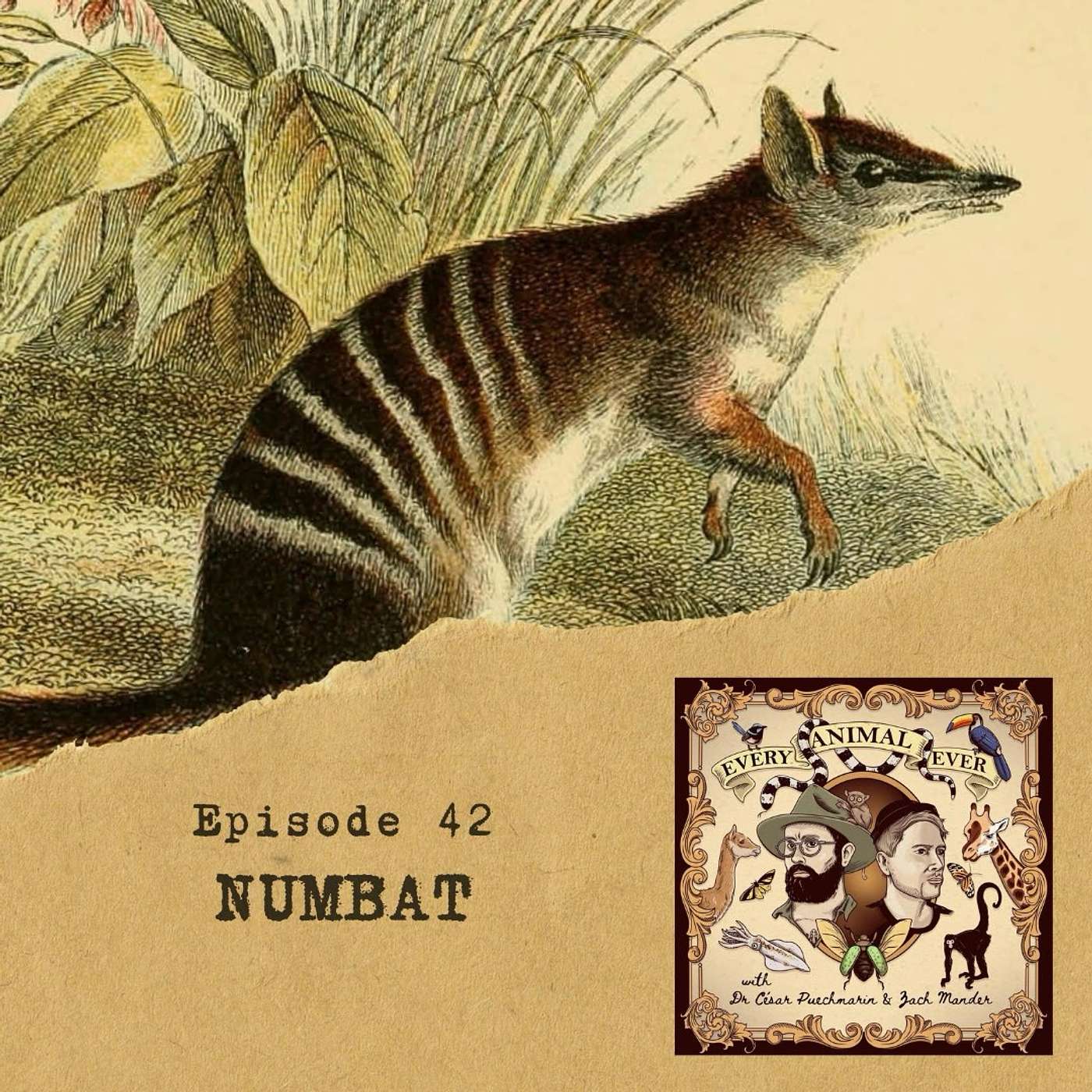 42 - Numbat