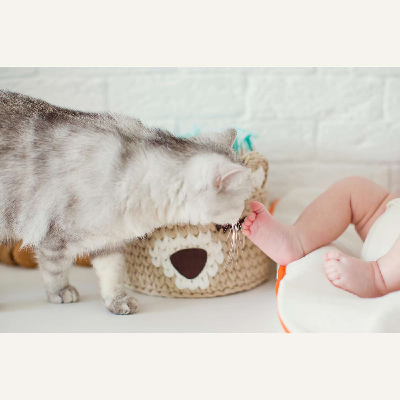 20. Katten en baby's: (hoe) werkt dat?