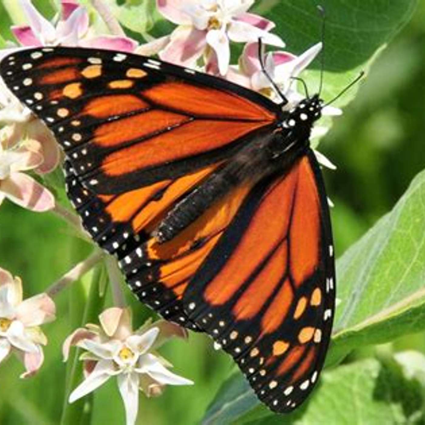 Monarchs: New science changes our view of helping them