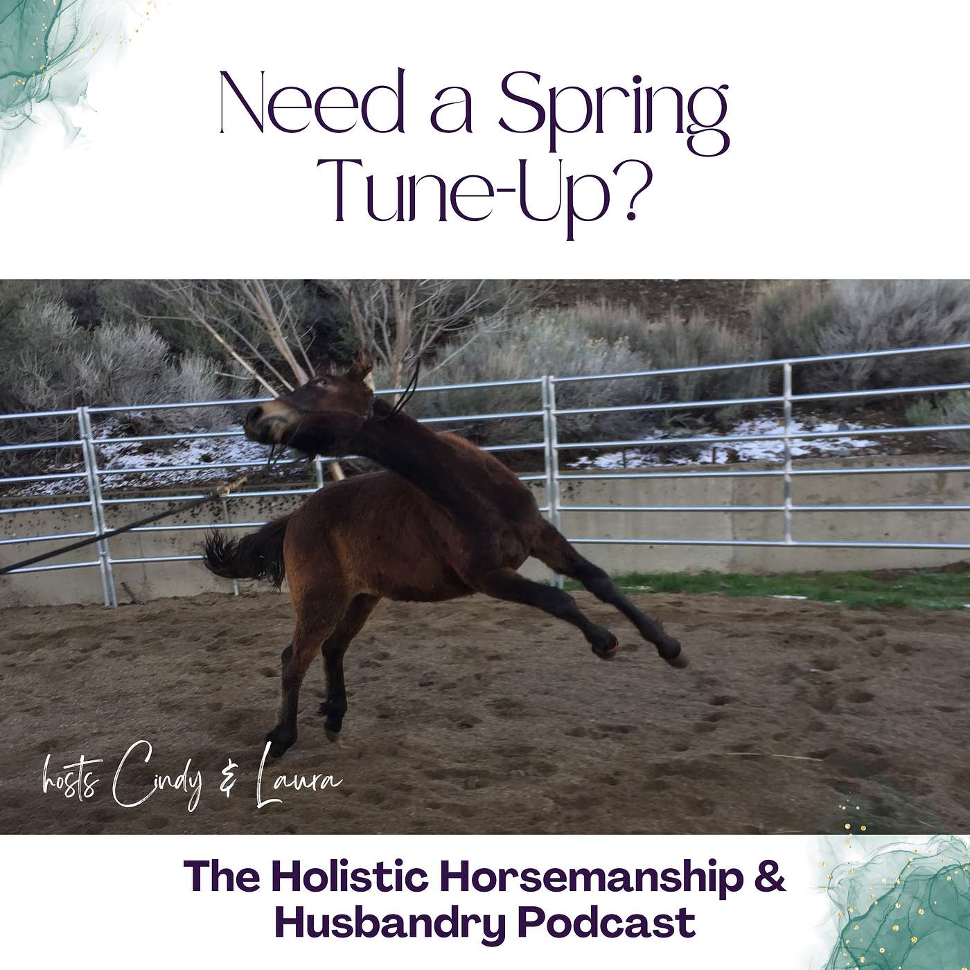 The Holistic Horsemanship and Husbandry Podcast