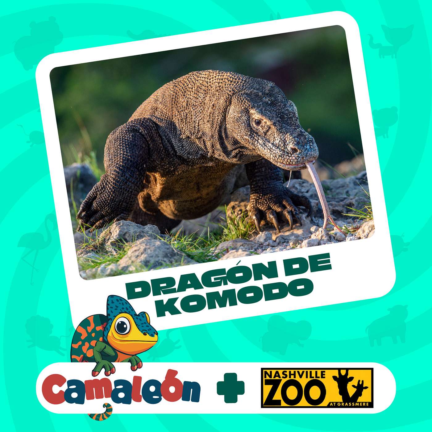 Dragón de Komodo: La Lengua que Huele y el Veneno que Mata episode artwork