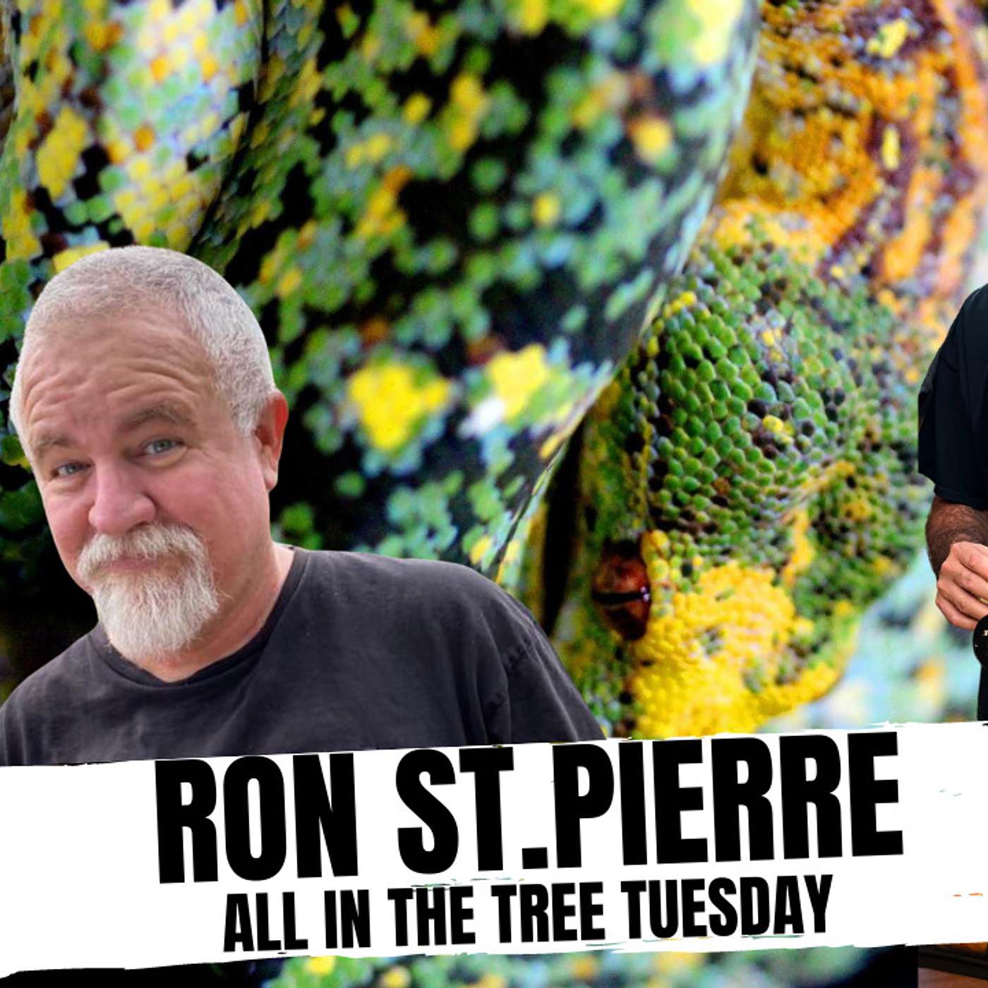 Breeding Chondros & Emerald Tree Boas outdoors w/ Ron St.Pierre | All In The Tree Tuesday