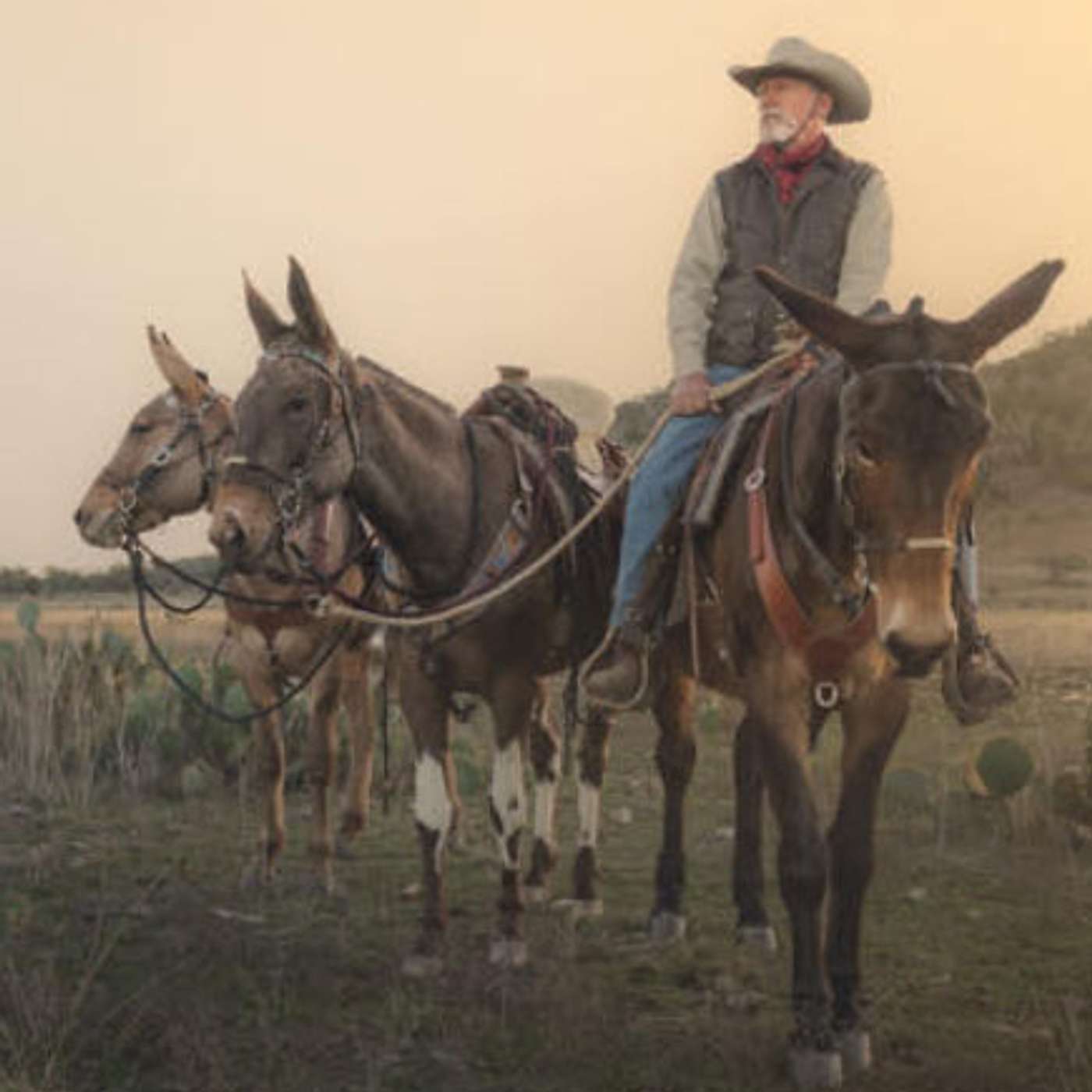 MULE TALK! THE PODCAST ABOUT MULES, MULE TRAINING, AND THE MULE INDUSTRY.