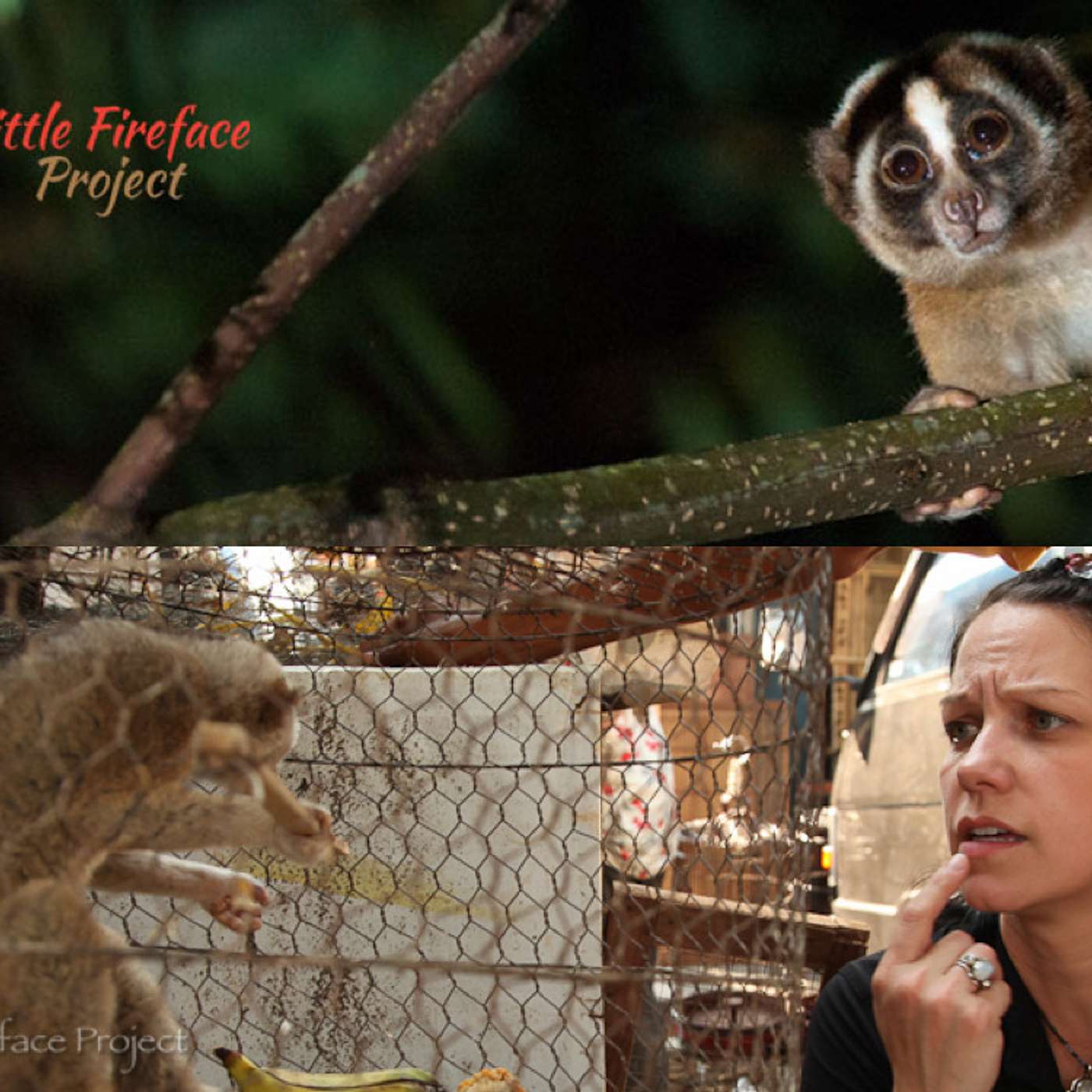 Slow Loris Venom and Social Media for Conservation with Dr. Anna Nekaris episode artwork