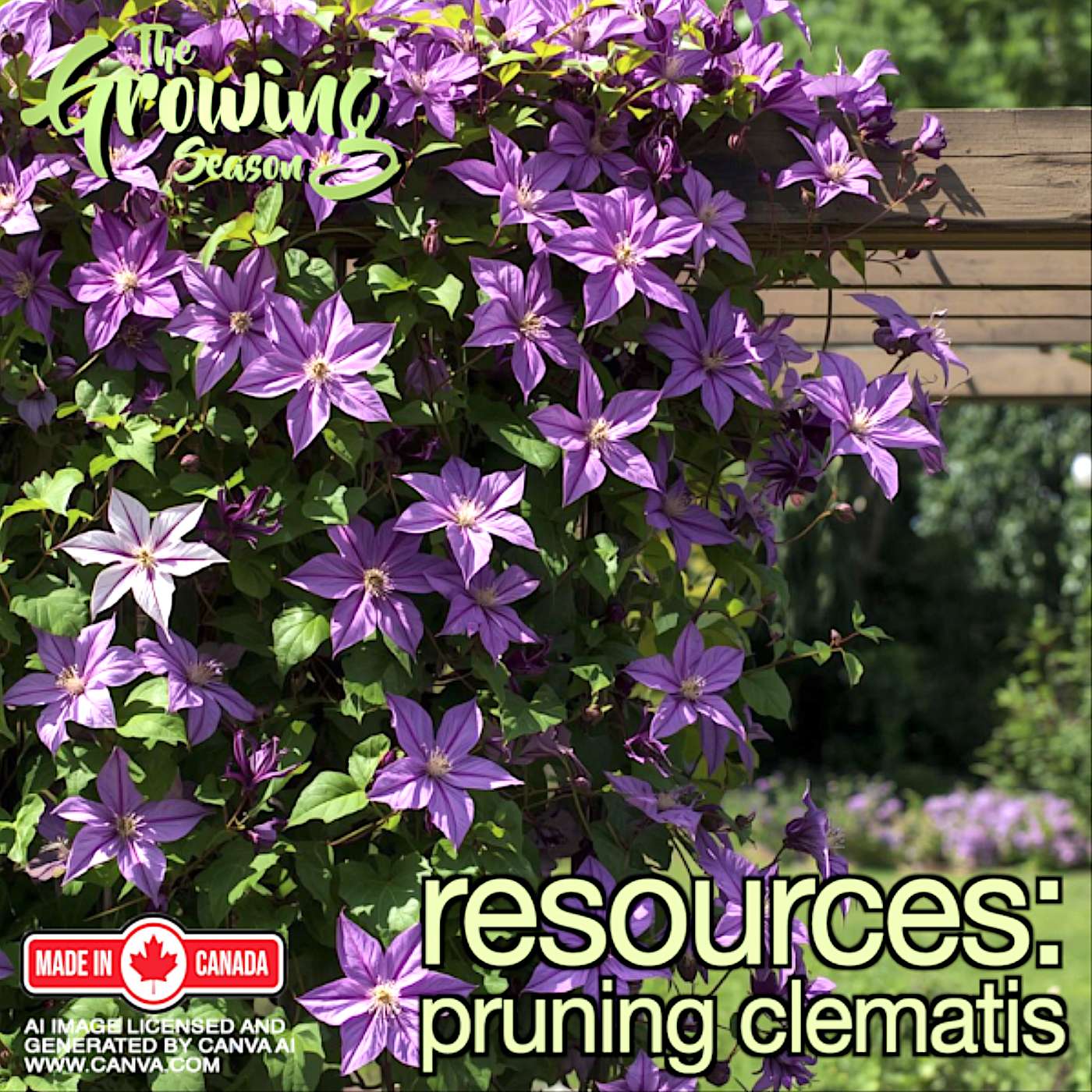 Resources: Pruning Clematis