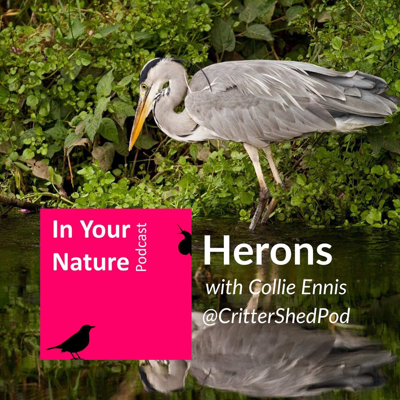 In Your Nature Ep 52 - Herons (Critter Shed Colab)