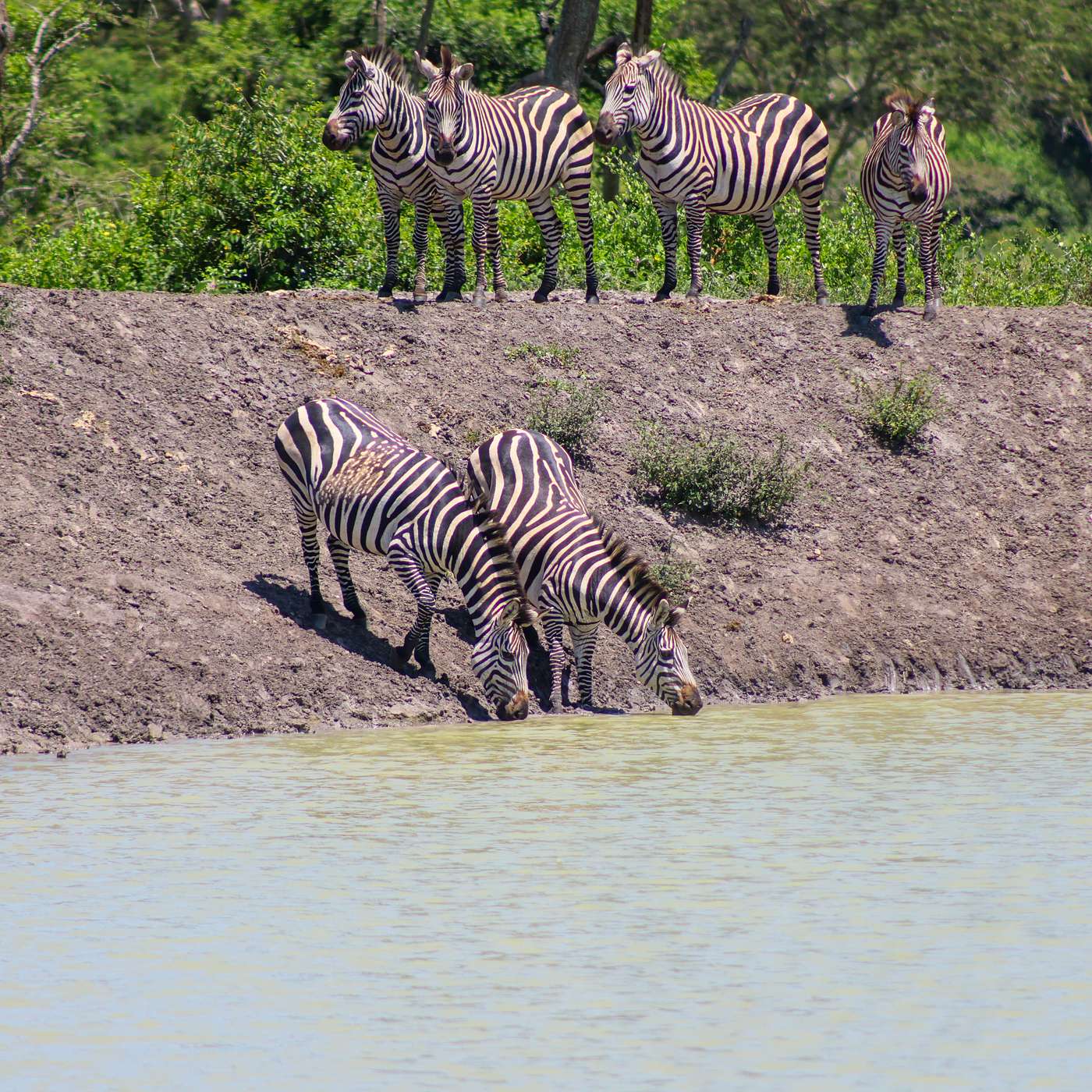 UWA's Climate Change Adaptation Measures Saving Wildlife In National Parks episode artwork