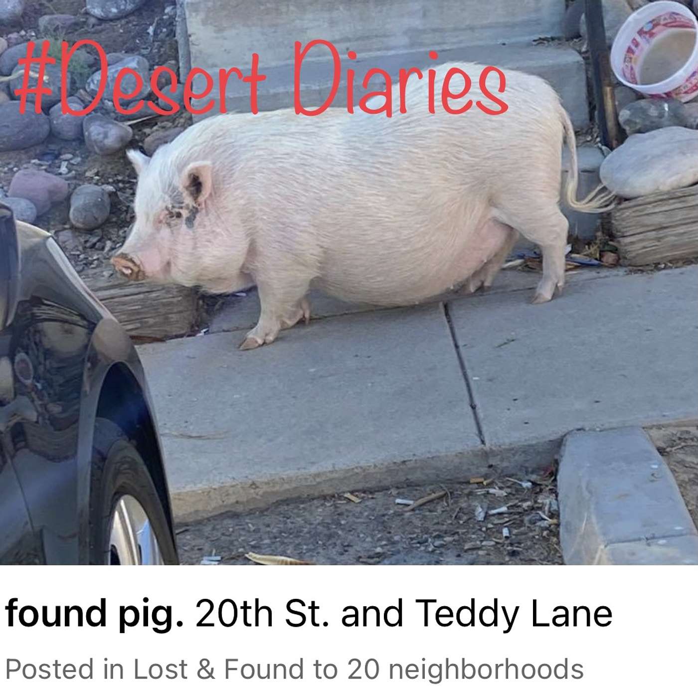 All creatures lost and found